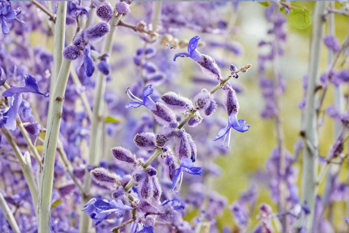 Perovskia 'Little Spire' | Russian Sage | Compact Blue Flower Perennial | Drought Tolerant | 4.5" Live Plant