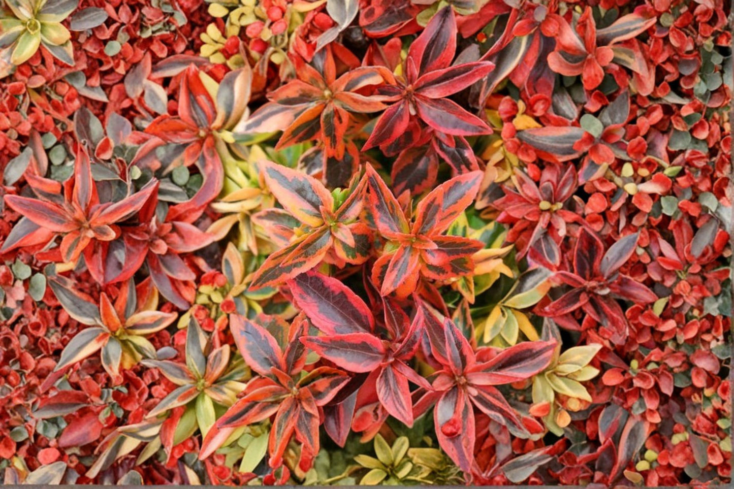 Abelia 'Kaleidoscope' | Variegated Evergreen Shrub | Color Changing Foliage | Yellow Green Orange Leaves | Compact Landscape Plant