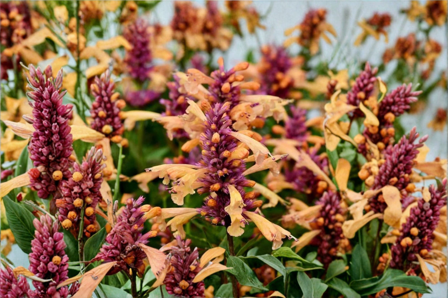 Agastache 'Peachie Keen' | Hummingbird Mint | Peach Orange Hyssop | Pollinator Perennial | Fragrant Drought Tolerant Plant | 1 Gallon Pot