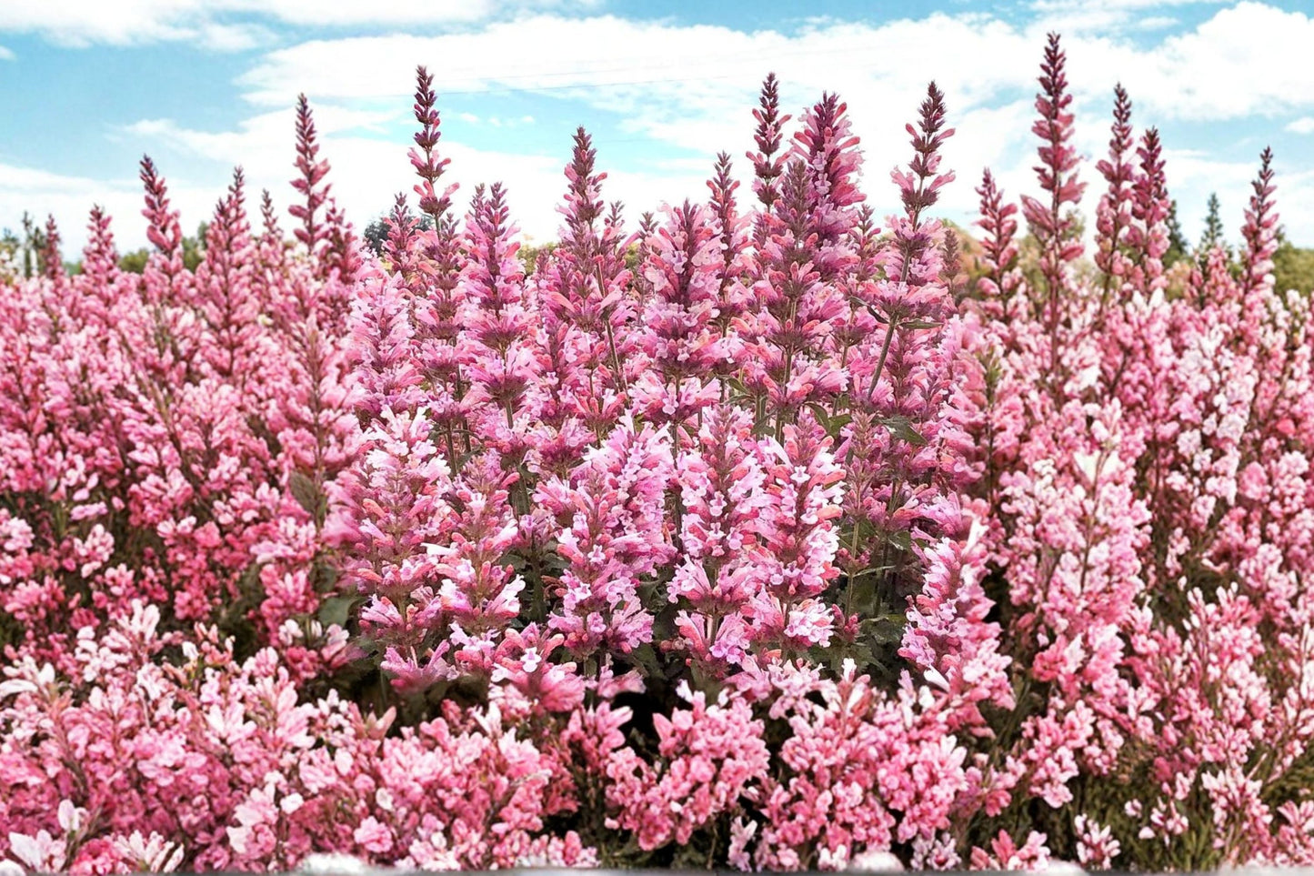 Agastache 'Pink Pearl' | Hummingbird Mint | Pink Hyssop Perennial | Pollinator Plant | Fragrant Drought Tolerant Flower | Plug or Live Plant