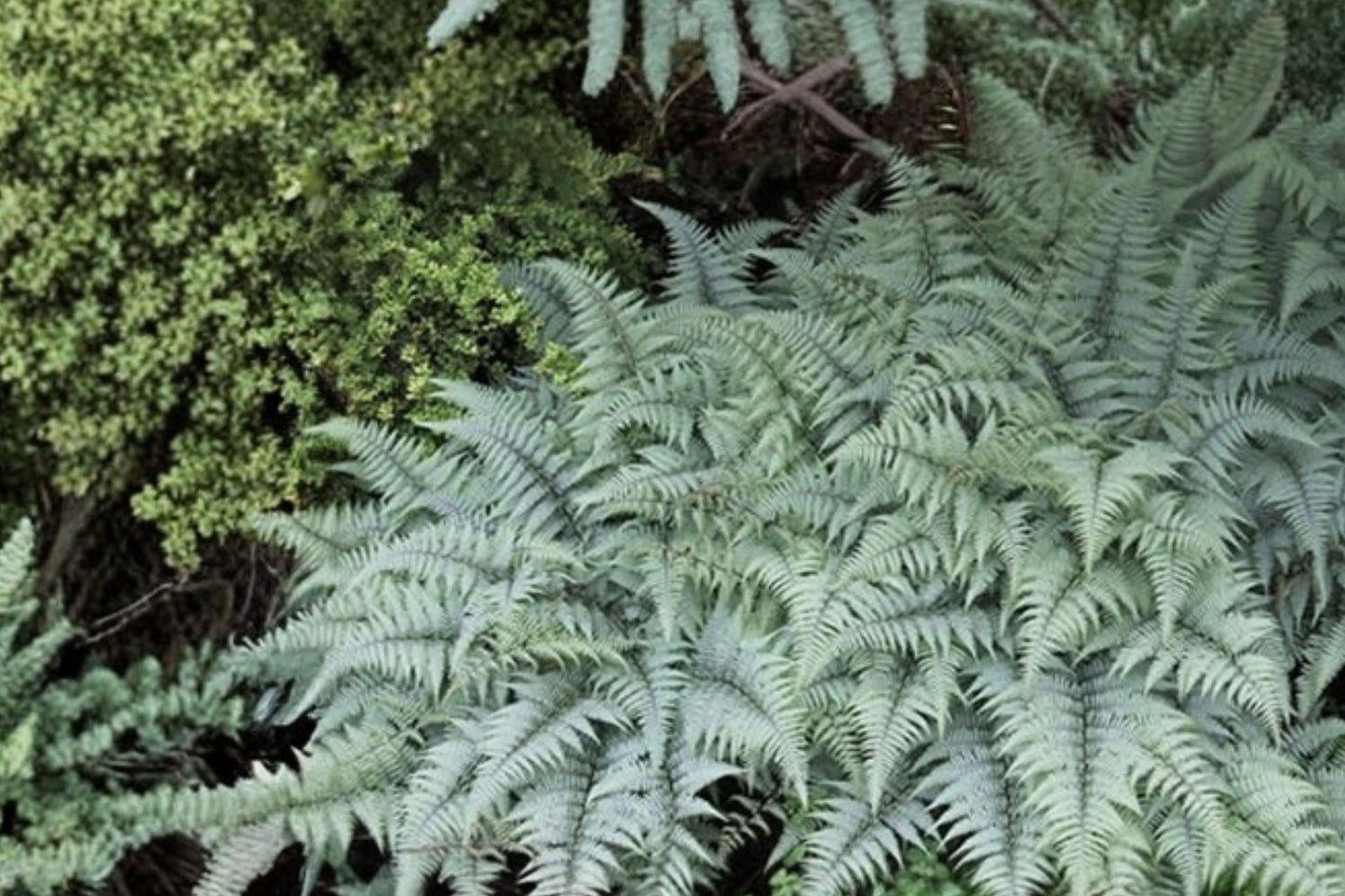 Athyrium 'Ghost' Fern | Japanese Painted Fern | Silver Shade Perennial | Deer Resistant Fern | Woodland Garden Plant | Live Fern