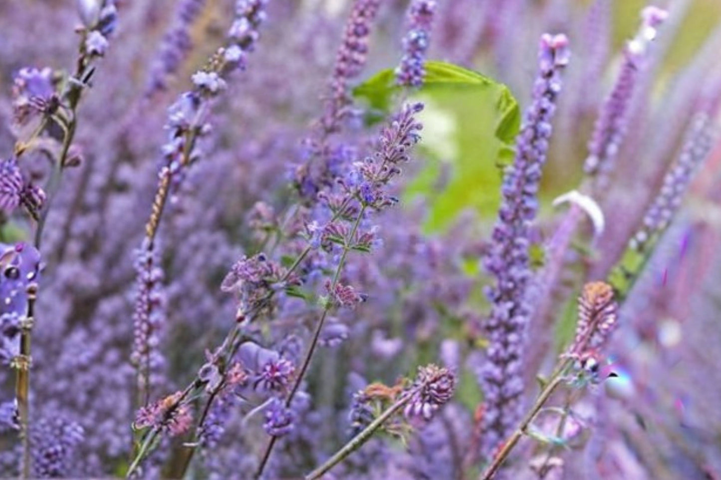 Nepeta 'Walker's Low' | Catmint Plant | Pollinator Perennial | Bee Friendly Flower | Lavender Blue Blooms | Drought Tolerant | Live Plant