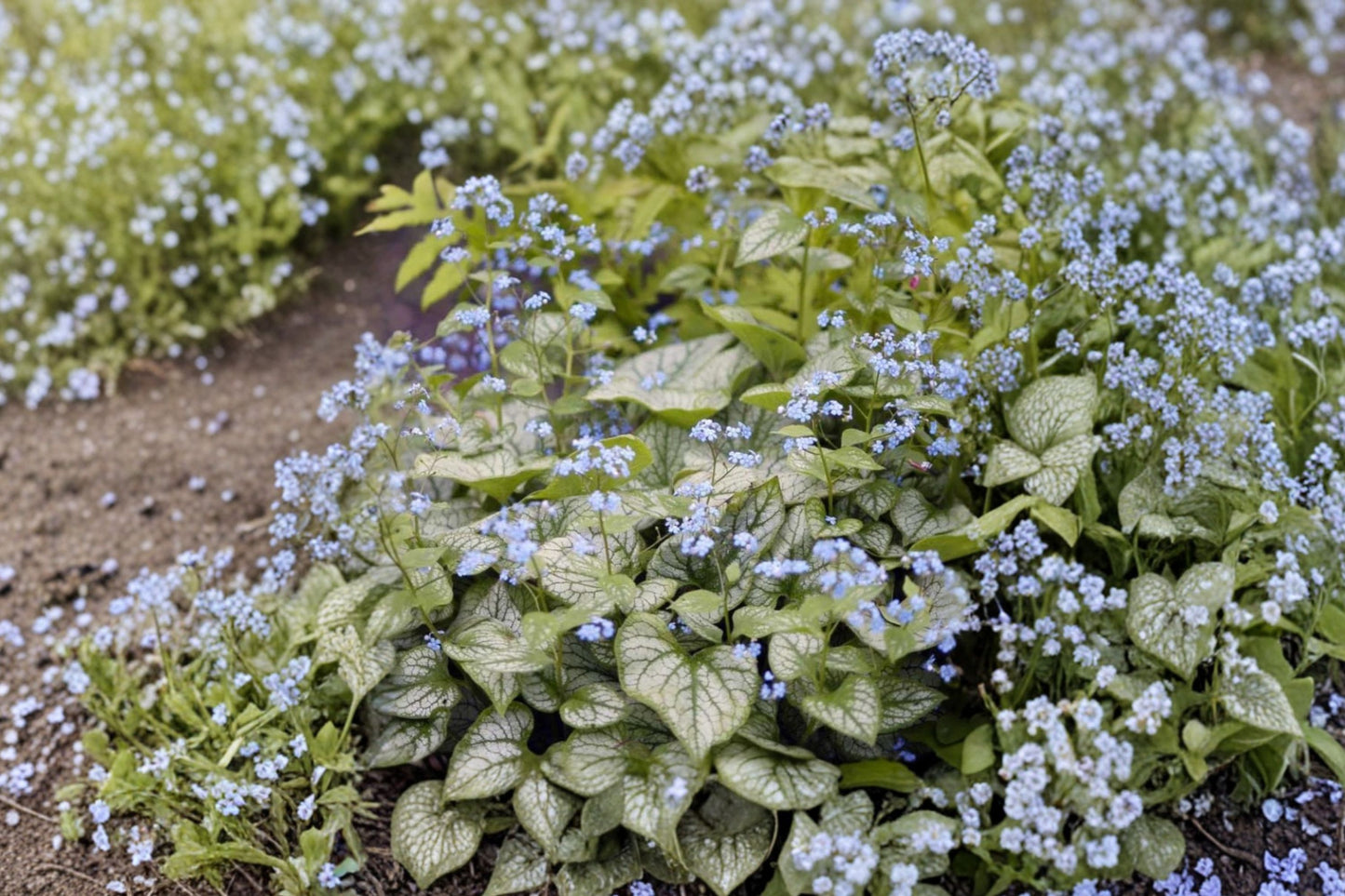 Brunnera 'Jack Frost' | Siberian Bugloss | Silver Foliage Shade Perennial | Blue Spring Flowers | Woodland Garden Plant | Deer Resistant | 4.5" Live Plant