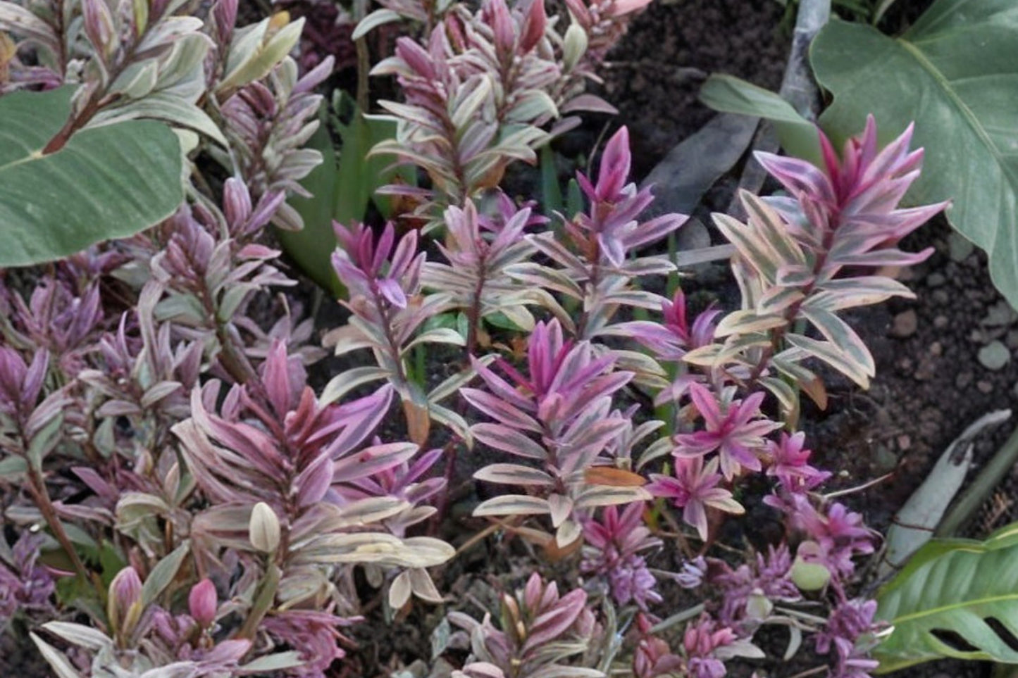 Hebe 'Walter Buccleugh' | Evergreen Hebe Shrub | Compact Purple Flowering Shrub | Pollinator Friendly | Live Plant | 4" Pot or 1 Gallon