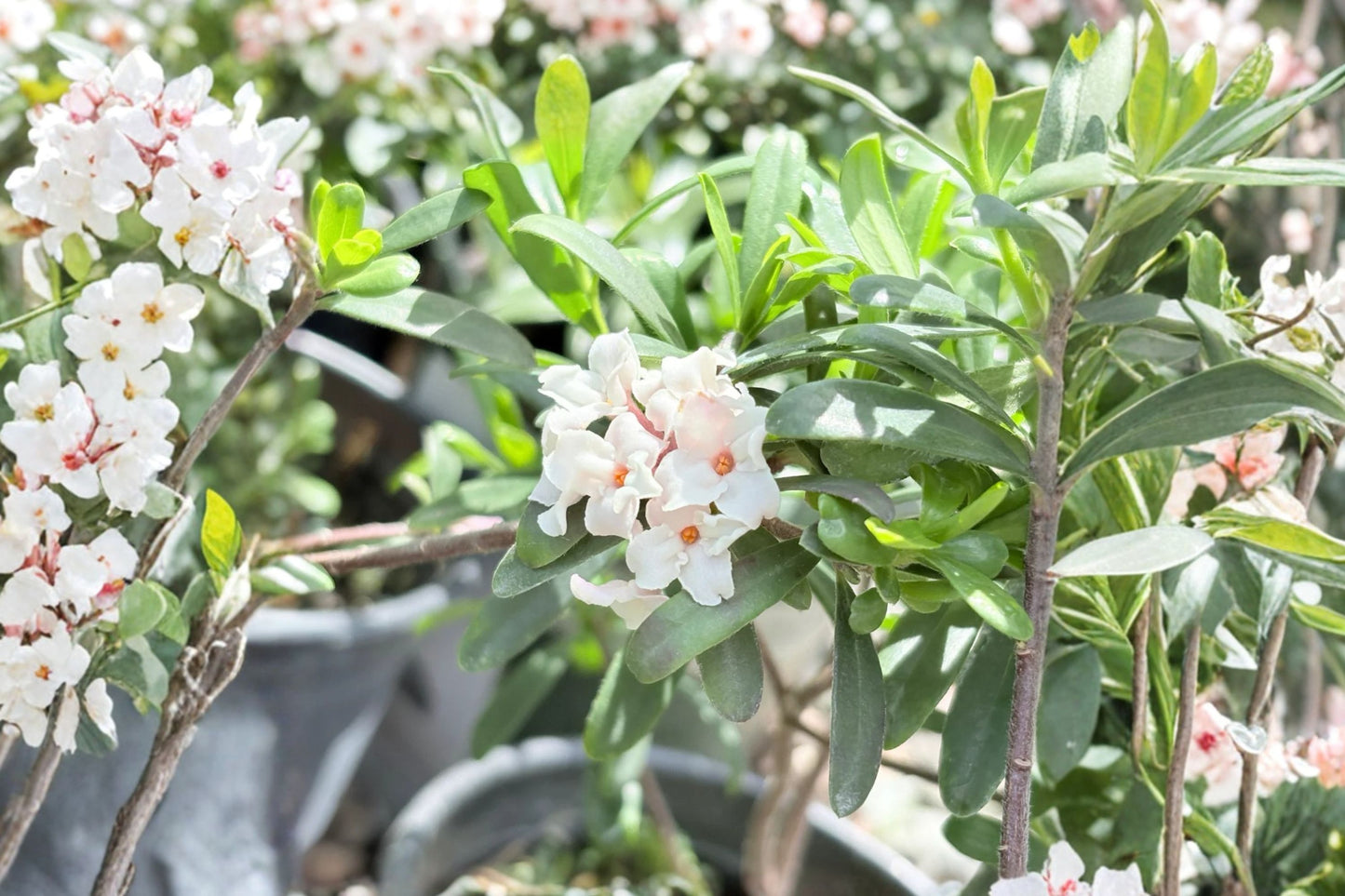 1 Gallon Daphne Eternal Fragrance Live Plant | Fragrant Evergreen Shrub | White Pink Flowers | Repeat Blooming | Deer Resistant | Patio Plant