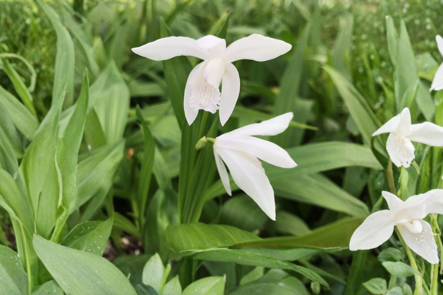 4.5 Inch Bletilla Alba Live Plant | White Chinese Ground Orchid | Hardy Terrestrial Orchid | Rare Shade Perennial | White Orchid