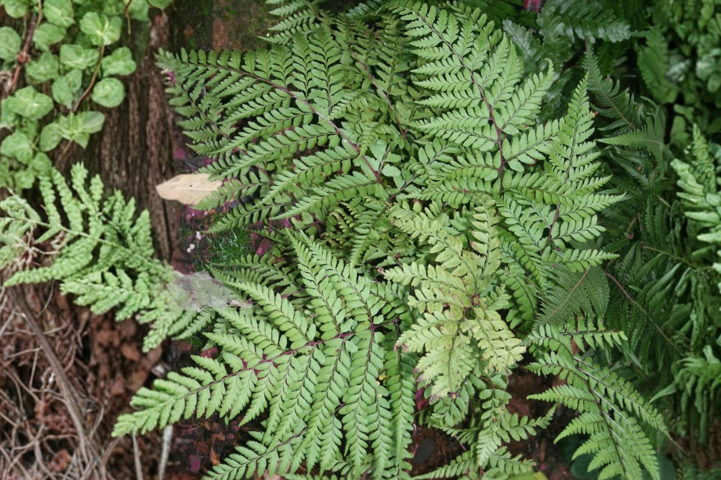 3.5 Inch Athyrium Okanum Live Fern | Eared Lady Fern | Shade Perennial | Woodland Fern | Burgundy Stem Fern