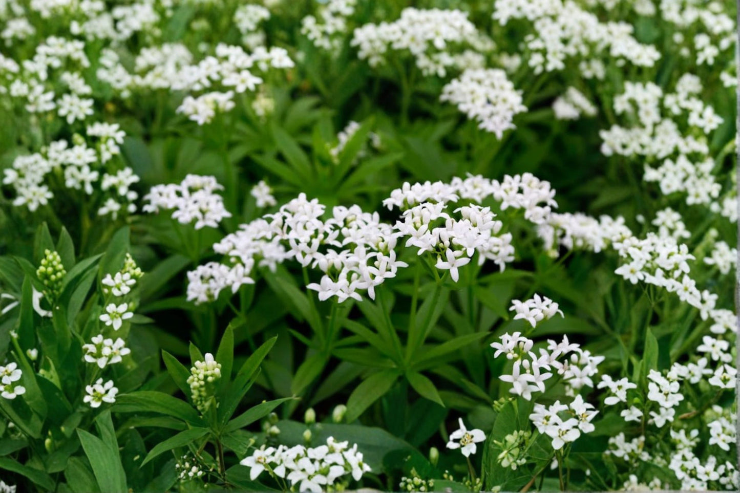 Sweet Woodruff Live Plant | Galium odoratum | Fragrant Shade Ground Cover | Woodland Perennial | Deer Resistant | 3.5" Pot