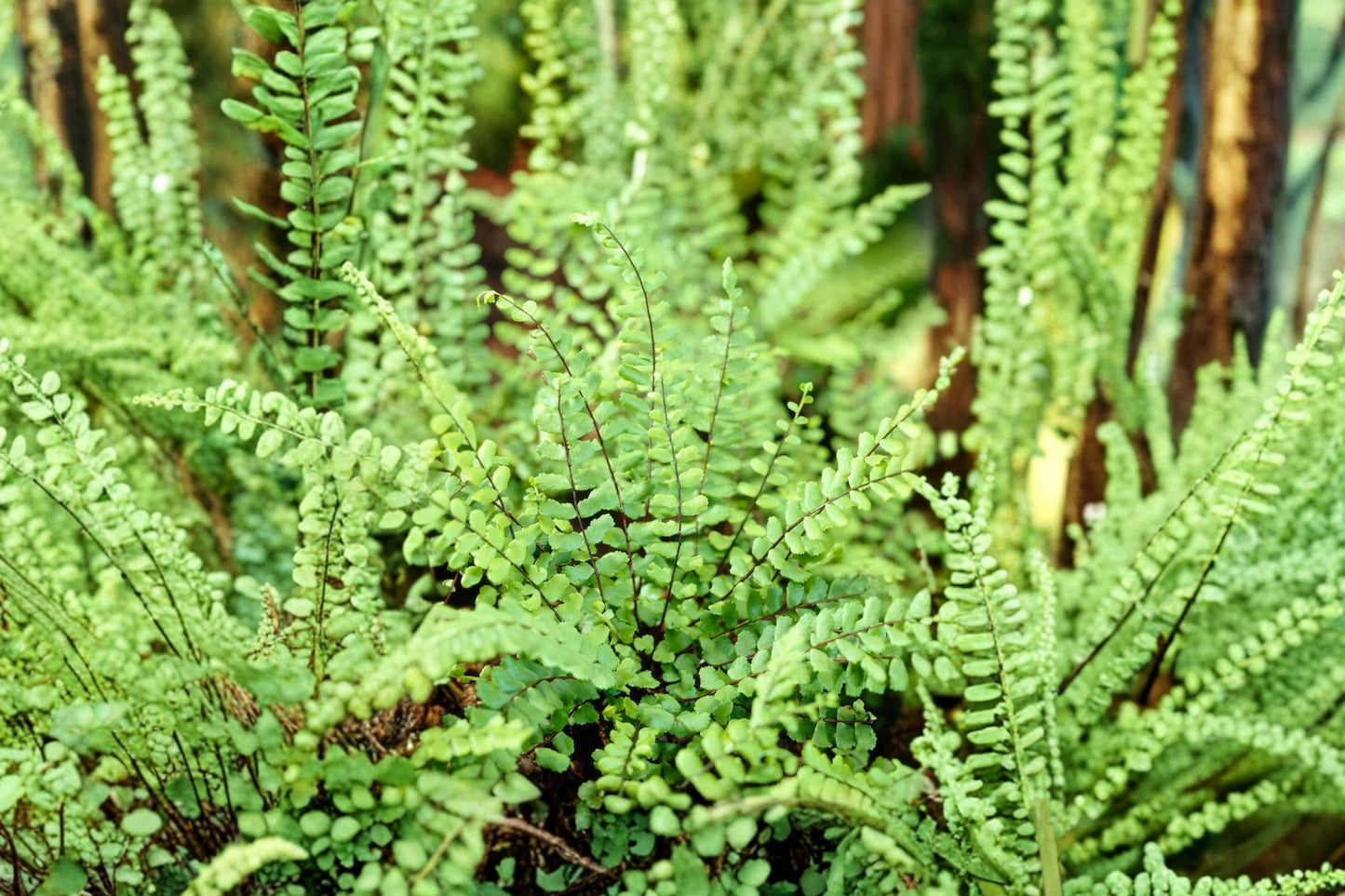 Asplenium trichomanes | Maidenhair Spleenwort Fern | Hardy Evergreen Fern | Shade Garden Plant | Rock Garden Fern | 3.5 Inch Live Plant