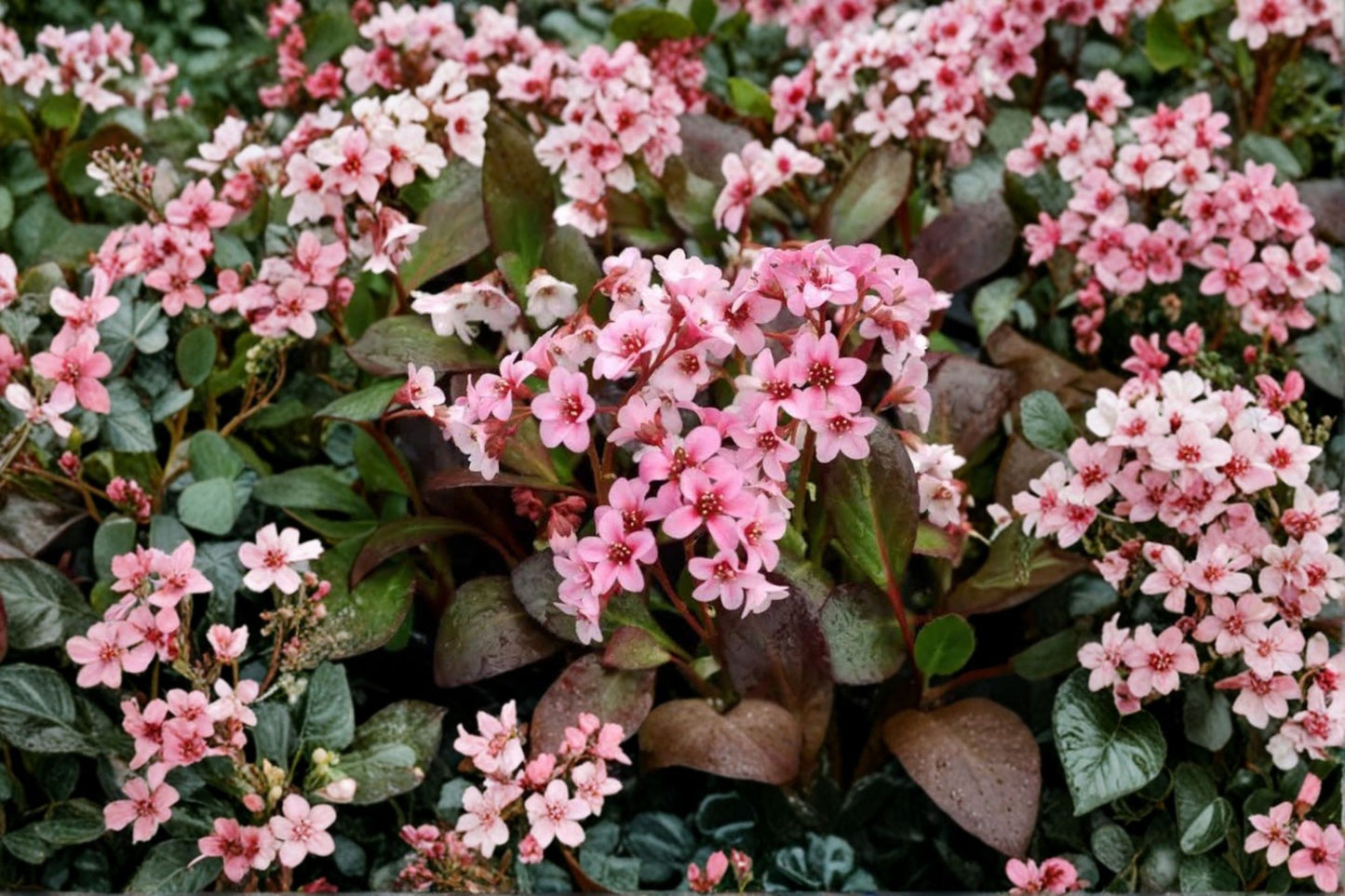 Bergenia 'Pink Dragonfly' | Elephant Ears Perennial | Evergreen Shade Plant | Pink Spring Flowers | 1 Gallon Live Plant