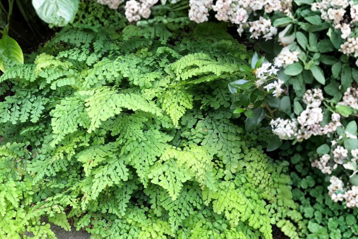 Adiantum venustum | Himalayan Maidenhair Fern | Evergreen Shade Fern | Woodland Groundcover | Live Fern Plant | 3.5" Pot or 1 Gallon