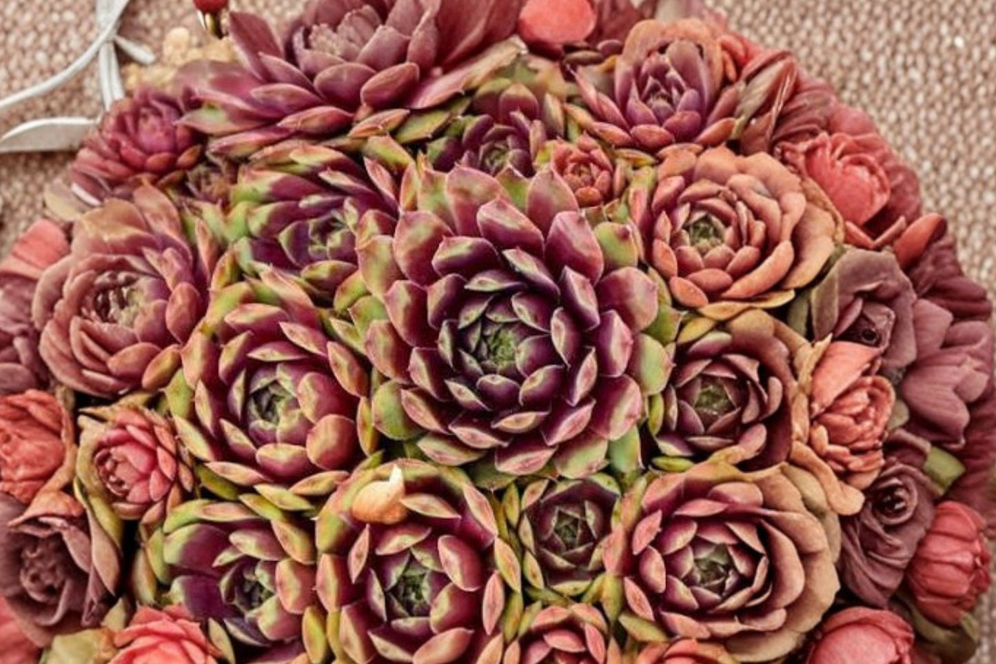 Sempervivum SUPERSEMPS® 'Ruby' | Giant Hens & Chicks Succulent | Ruby Red Evergreen Succulent | Cold Hardy Live Plant | 4.5" Pot