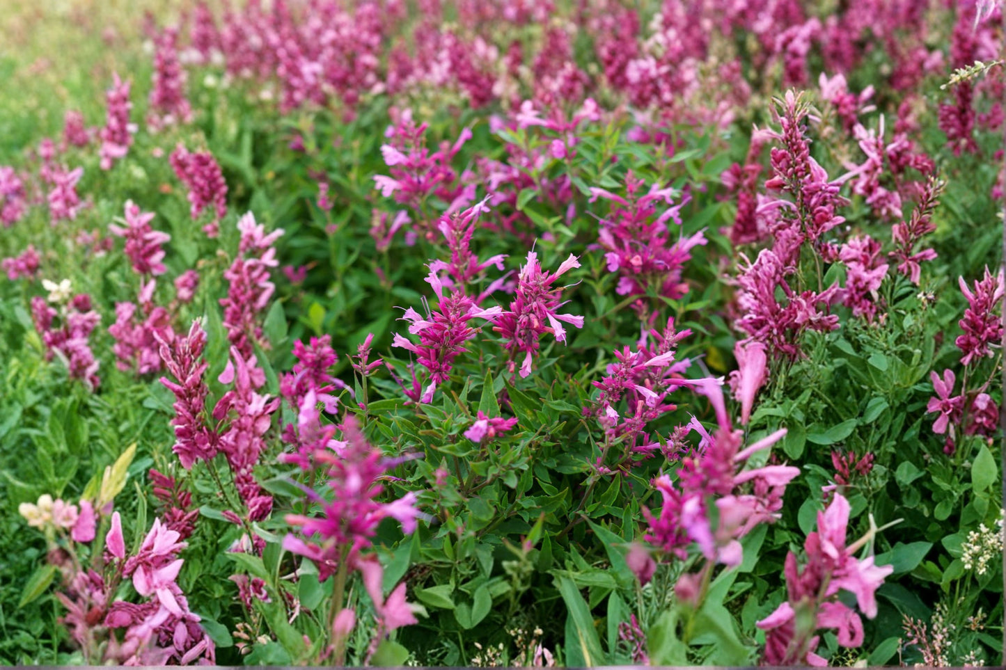 Agastache 'Rosie Posie' PP25857 | Pink Hummingbird Mint | Fragrant Pollinator Perennial | Deer Resistant | Live 1 Gallon Plant