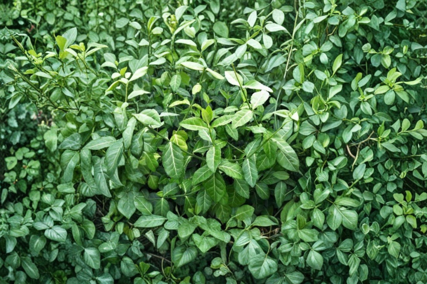 Euonymus fortunei 'Wolong Ghost' | Evergreen Groundcover | Wintercreeper Vine | Variegated Shade Plant | Live 3.5" Pot