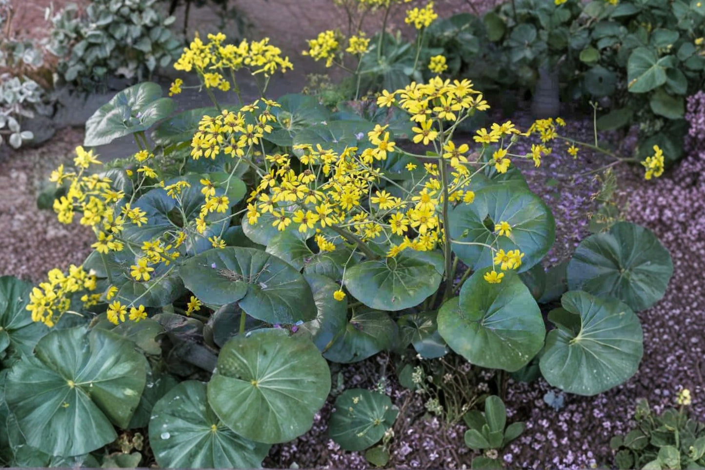 Farfugium japonicum 'Giganteum' | Giant Leopard Plant | Evergreen Shade Perennial | Tropical Foliage Plant | Live 1 Gallon Plant
