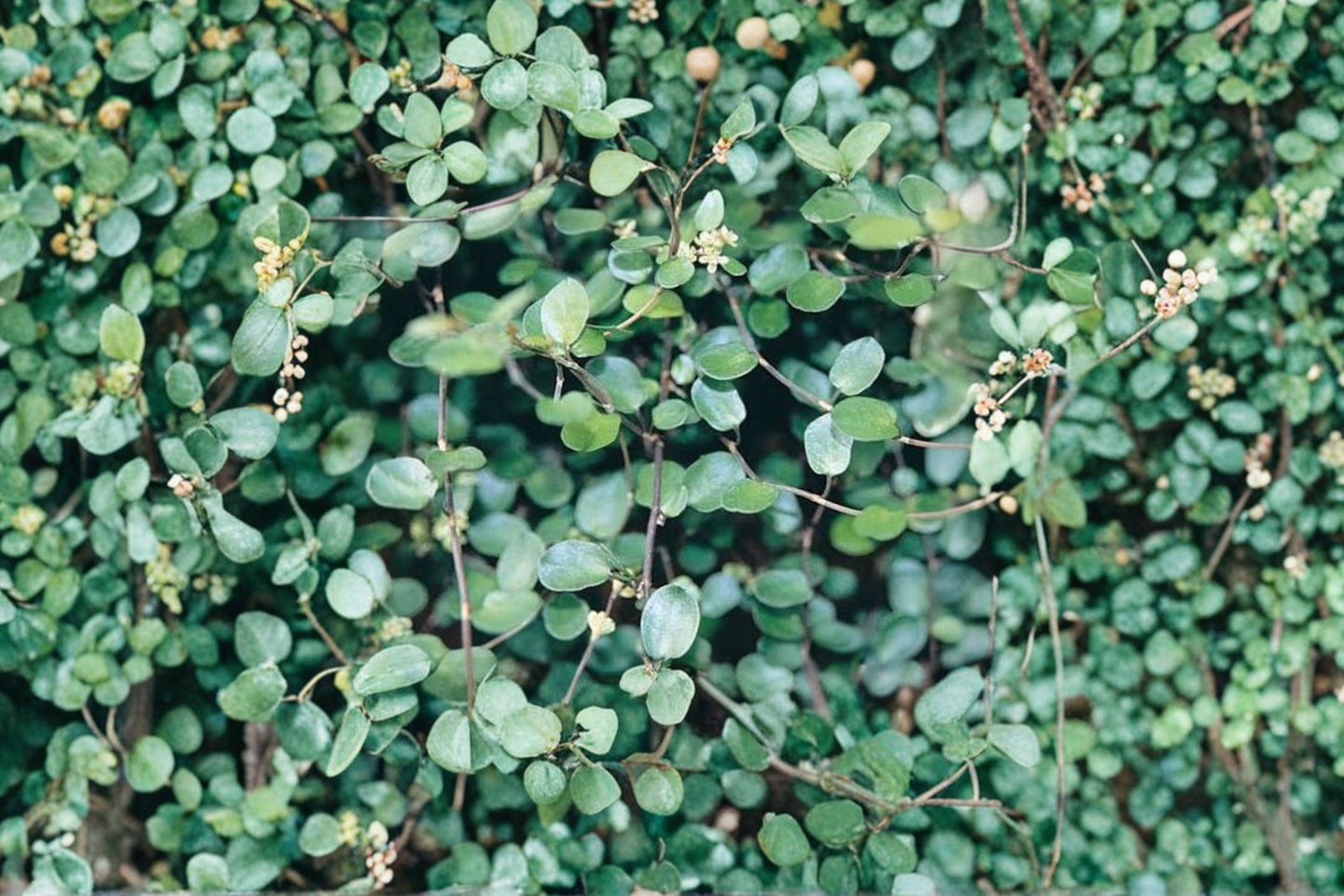Muehlenbeckia complexa | Angel Vine | Wire Vine Groundcover | Trailing Evergreen Plant | Live 3.5" Pot