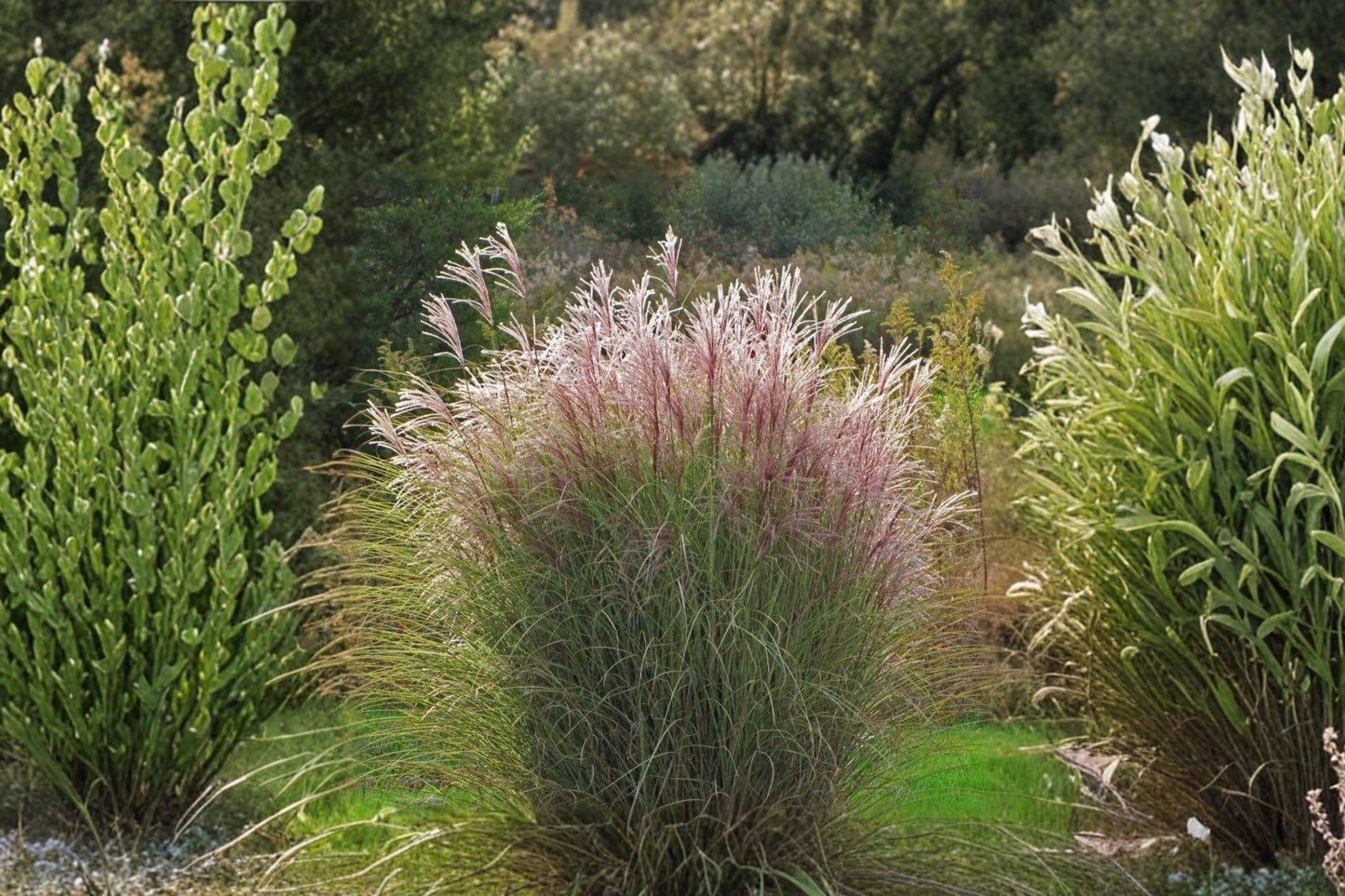 Miscanthus 'Morning Light' | Maiden Grass | Ornamental Grass | Variegated Landscape Plant | Live 1 Gallon Pot