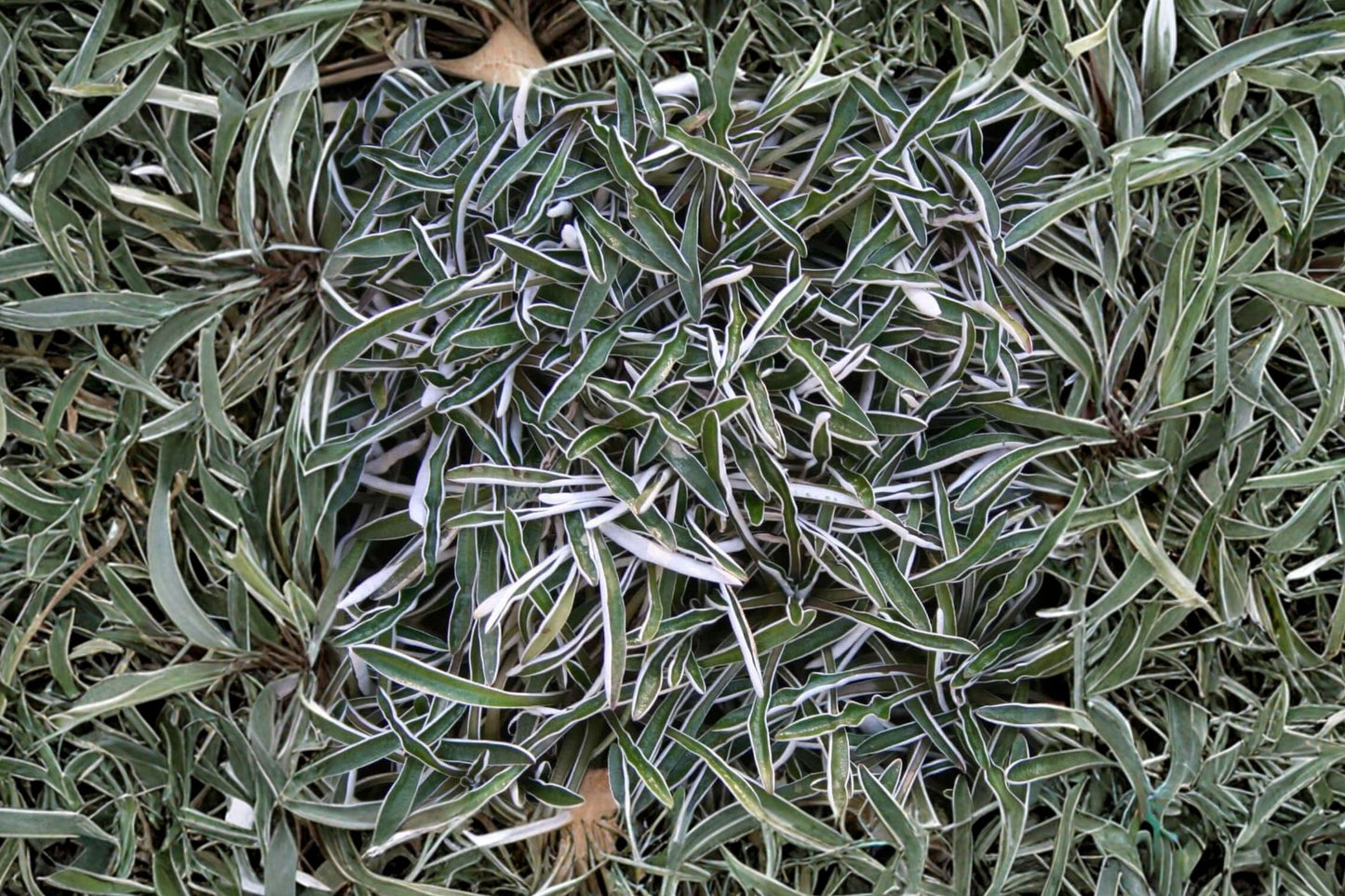 Dymondia margaretae | Silver Carpet Groundcover | Drought-Tolerant Lawn Alternative | Evergreen Live Plant | 3.5" Pot