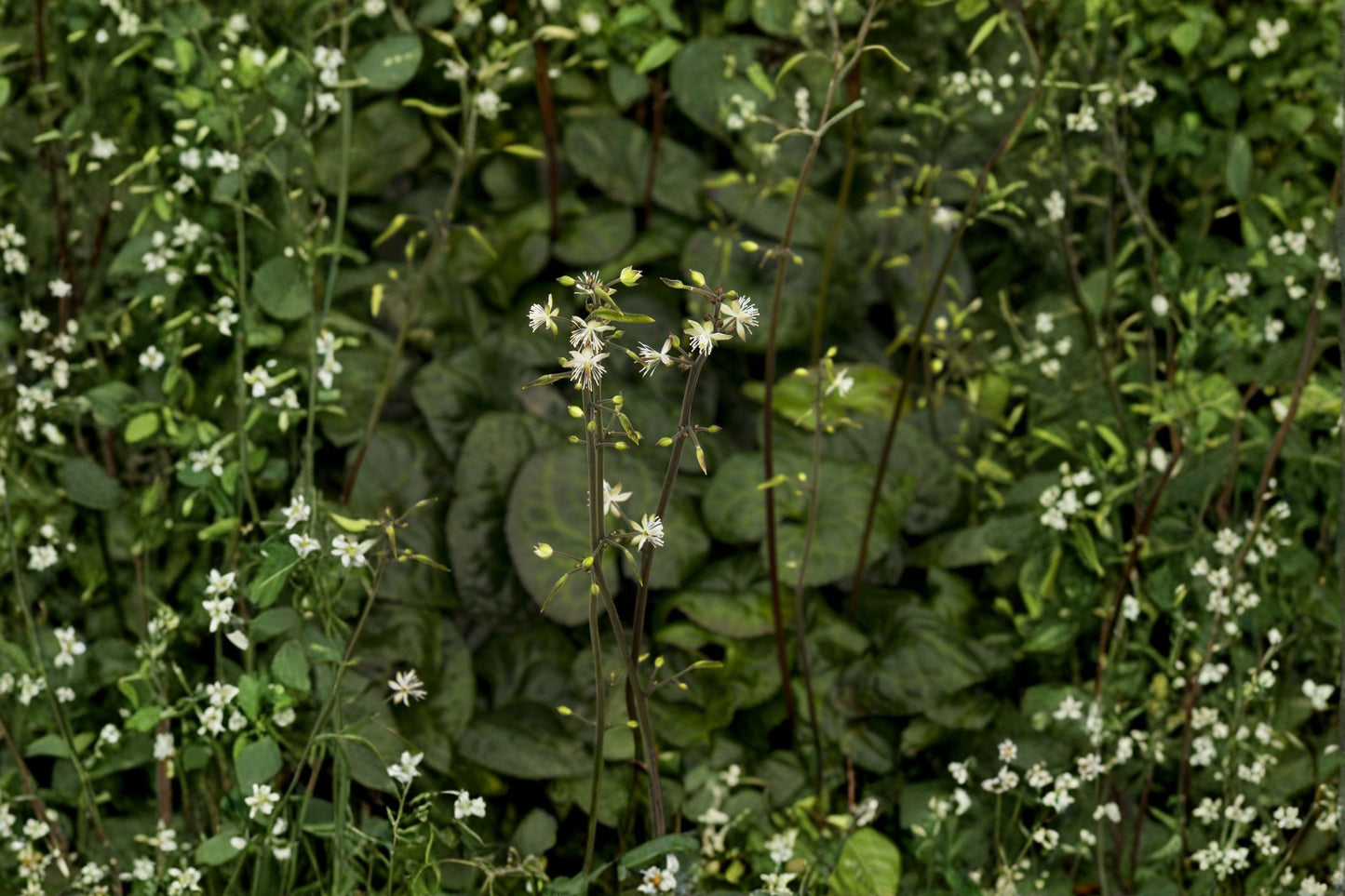Beesia deltophylla | Rare Evergreen Groundcover | Dan Hinkley Collection | Woodland Shade Perennial | Live Plant | 4" Pot
