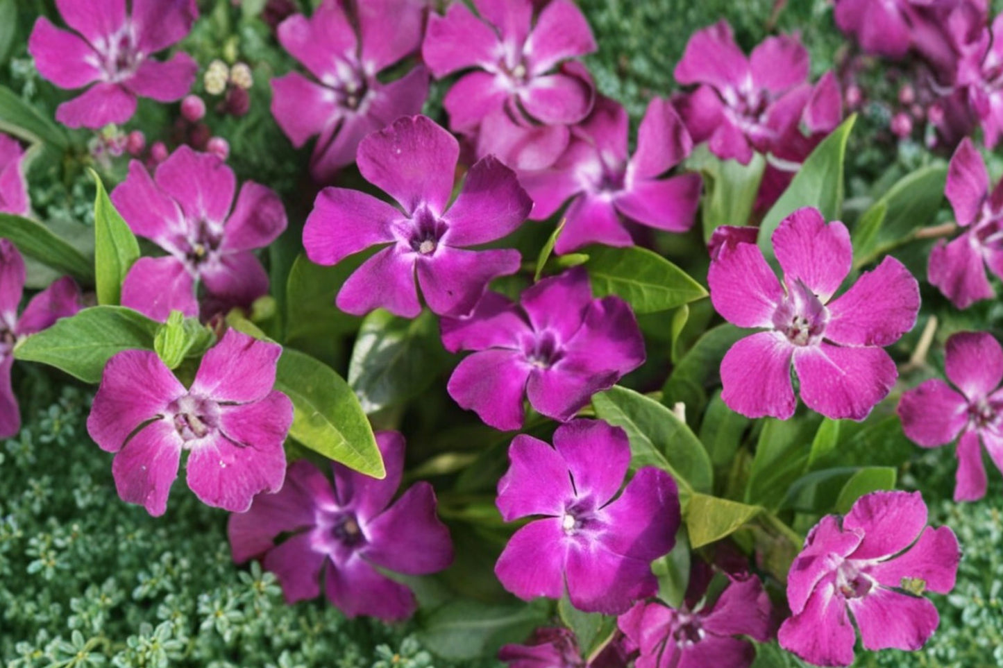 Vinca minor 'Merlot' | Burgundy Periwinkle | Evergreen Groundcover | Shade-Loving Perennial | Deer-Resistant Live Plant | 3.5" Pot