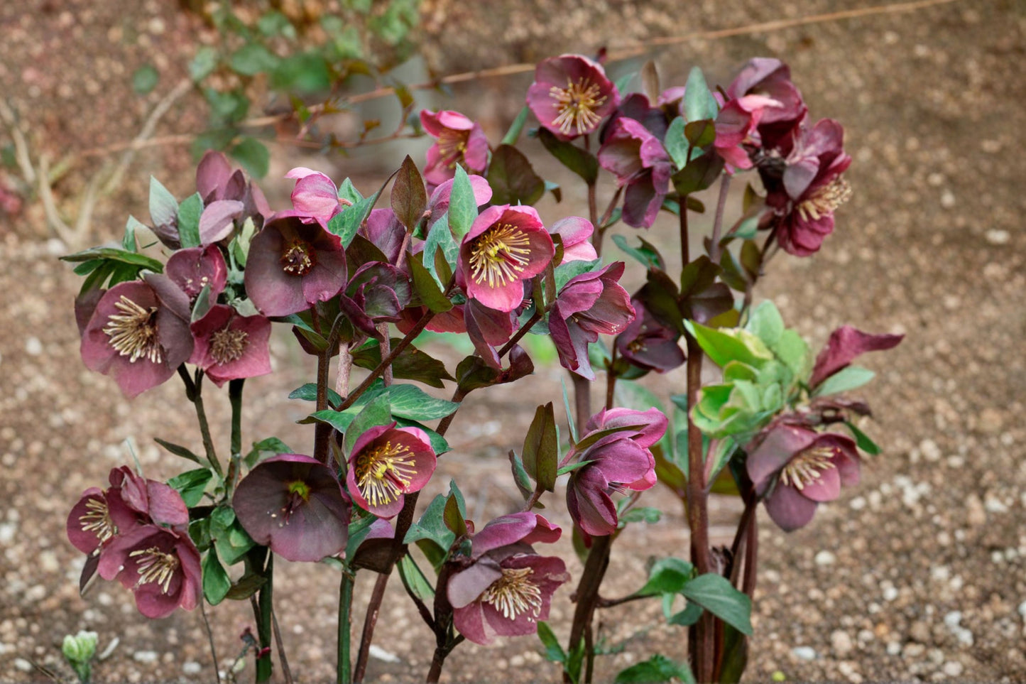 Helleborus 'Penny's Pink' | Frostkiss Lenten Rose | Evergreen Shade Perennial | Winter Blooming Plant | Deer-Resistant Live Plant