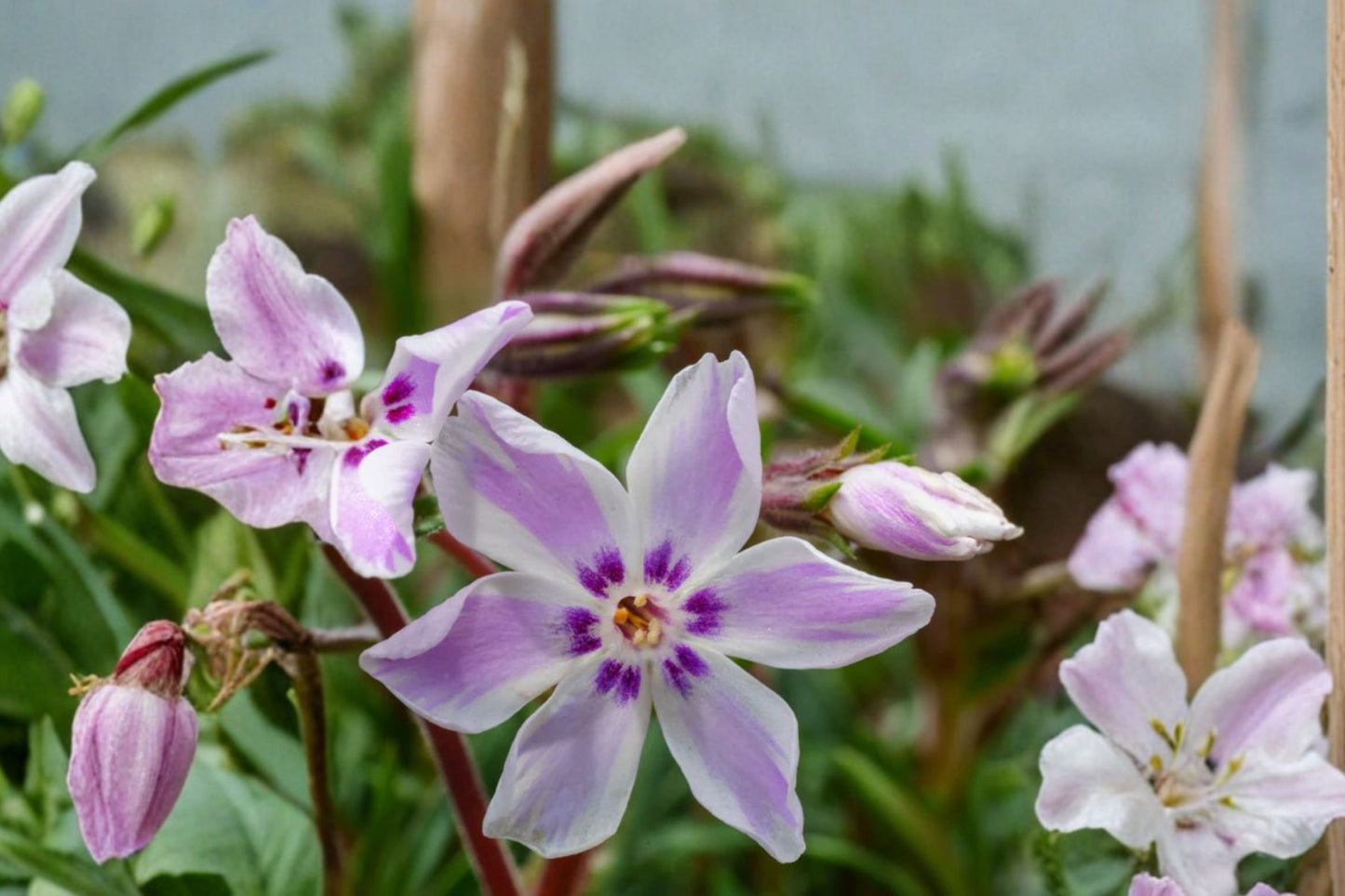 Phlox subulata 'Candy Stripe' | Creeping Phlox | Pink & White Groundcover | Evergreen Perennial | Pollinator-Friendly Live Plant | 3.5" Pot