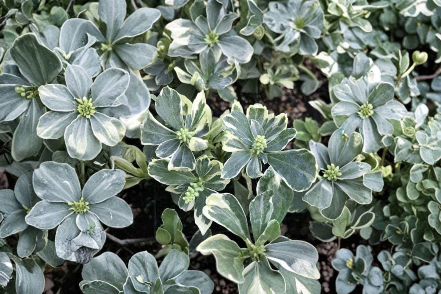 Pachysandra terminalis 'Silver Edge' | Variegated Japanese Spurge | Evergreen Groundcover | Shade Perennial | Deer Resistant Live Plant | 3.5" Pot