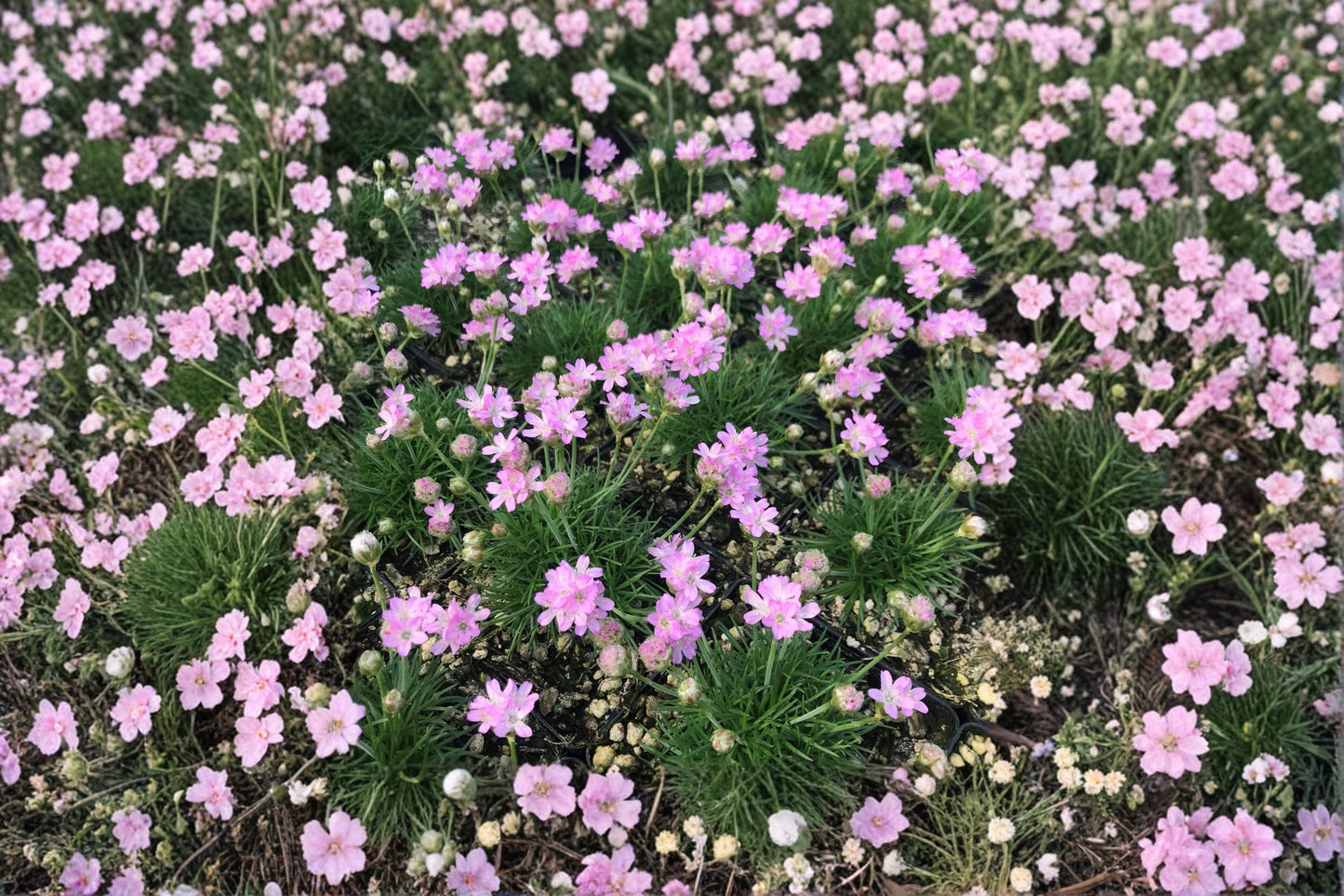 Armeria maritima 'Victor Reiter' | Sea Thrift | Evergreen Groundcover | Drought Tolerant Perennial | Coastal Plant | Rock Garden | 3.5" Live Plant