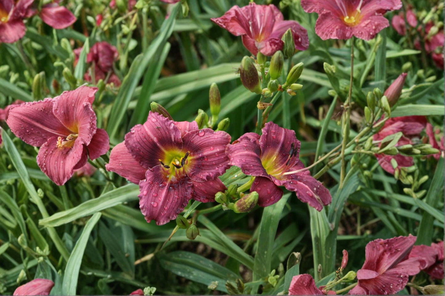 Hemerocallis 'Little Grapette' | Purple Reblooming Dwarf Daylily | Live Daylily Bareroot | Compact Perennial | Fall 2026 Pre-Order