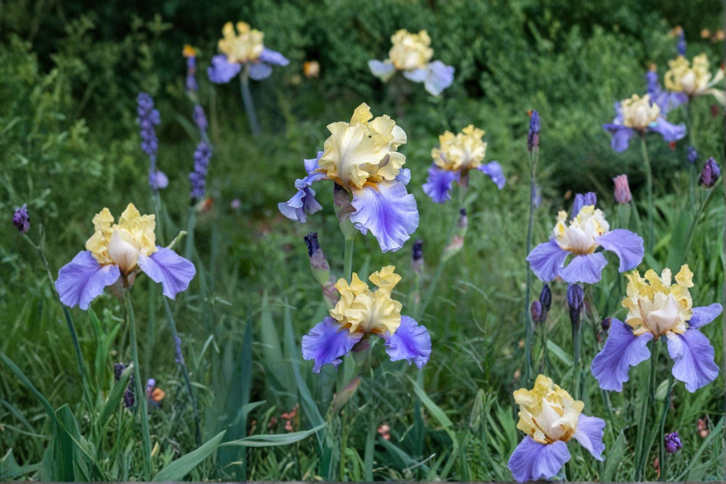 Iris 'Edith Wolford' | Reblooming Bearded Iris Rhizome | Yellow & Blue Violet Iris | Fall 2026 Pre-Order