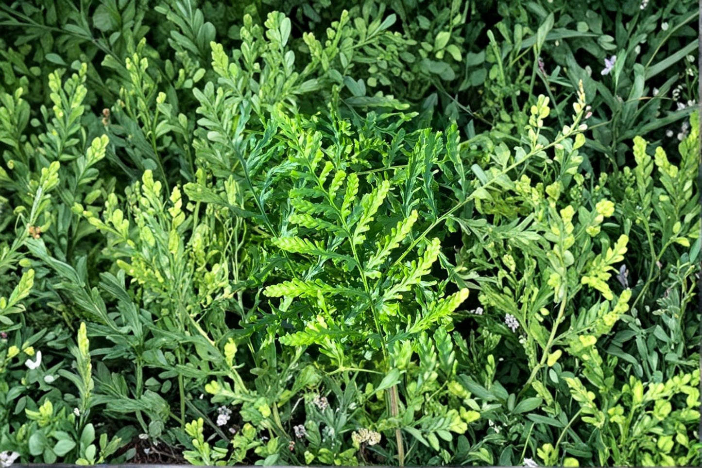 Dryopteris filix-mas 'Linearis Polydactyla' | Semi-Evergreen Male Fern | Rare Woodland Fern | 3.5" Live Plant
