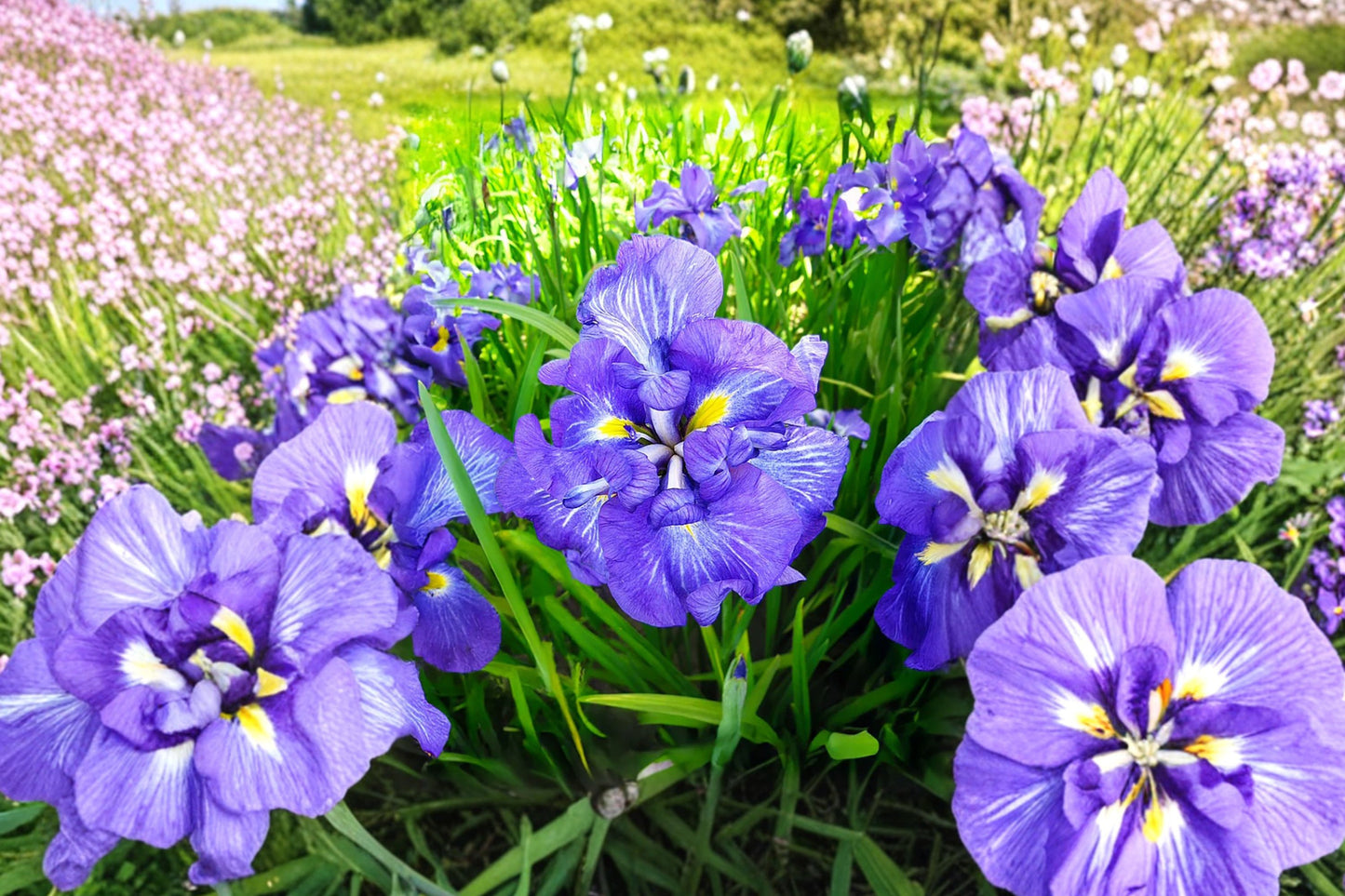 Iris ensata 'Electric Rays' | Japanese Water Iris | White & Purple Blooms | Bareroot Rhizome | Fall 2026 Pre-Order