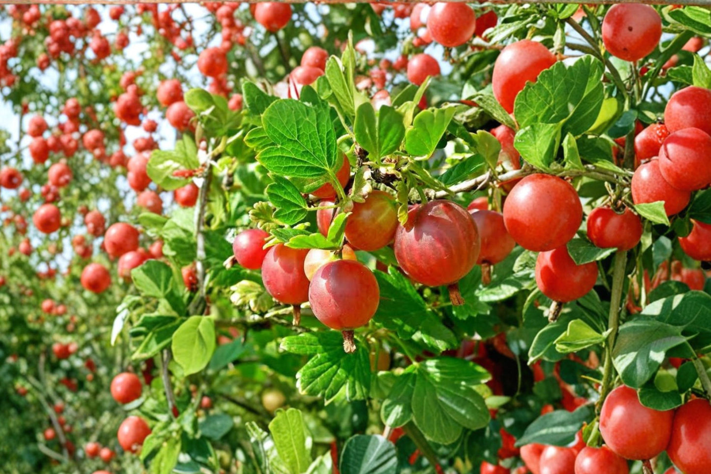 Ribes 'Pixwell' Gooseberry | Thorny Fruiting Shrub | Sweet Green to Pink Berries | Live Gooseberry Plant