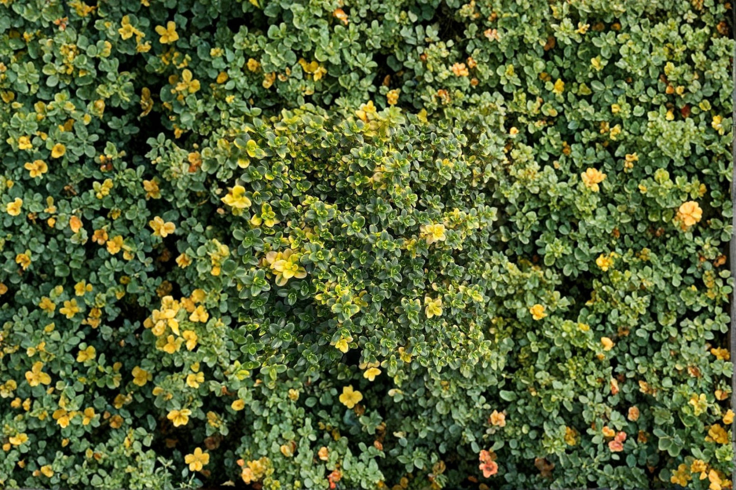 Thymus citriodorus 'Doone Valley' | Variegated Creeping Thyme | Fragrant Evergreen Groundcover | Live Herb Plant