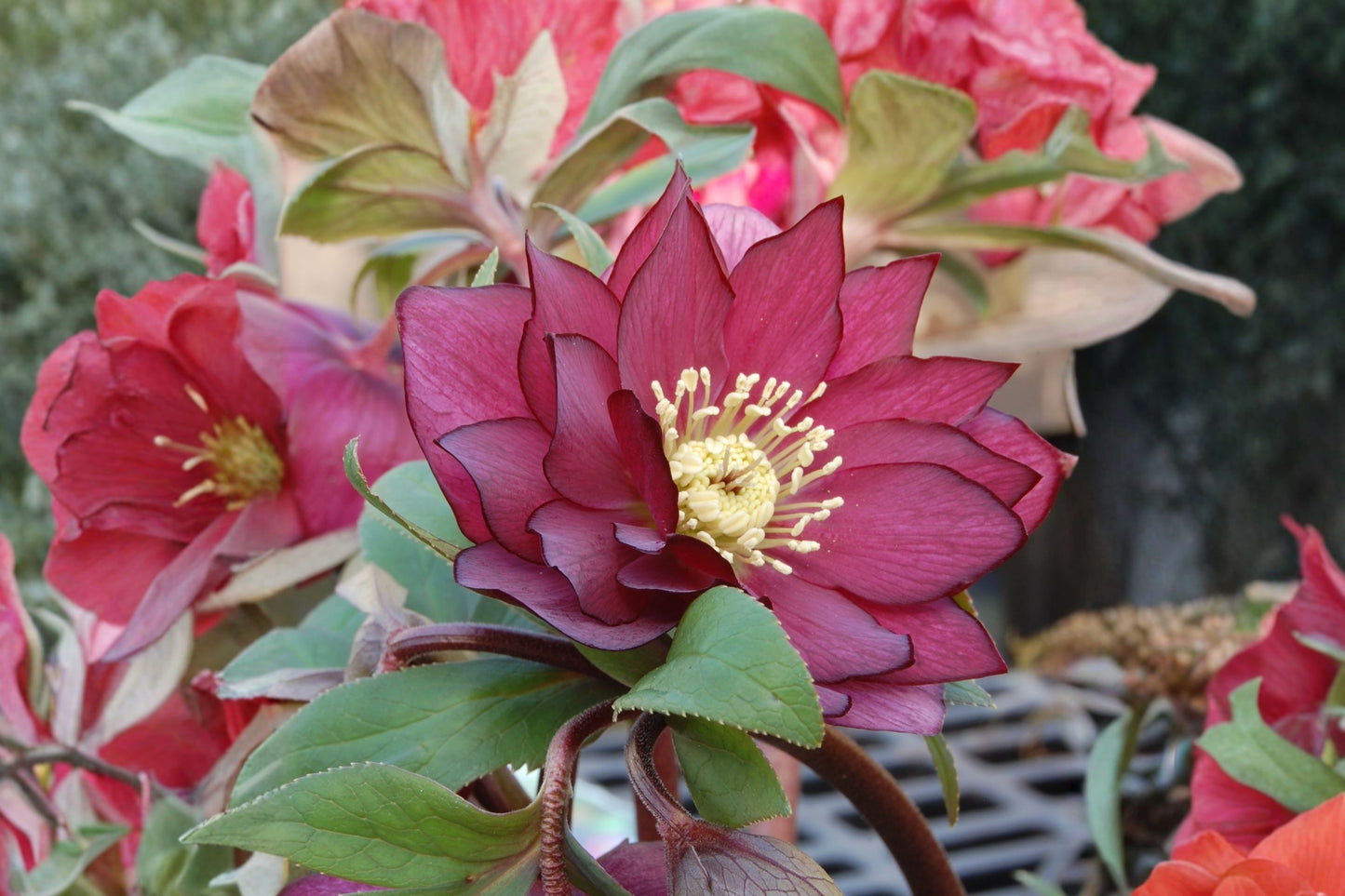 Helleborus 'Red Sapphire' | Winter Jewels Lenten Rose | Evergreen Shade Perennial | Early Spring Blooms | Live Plant