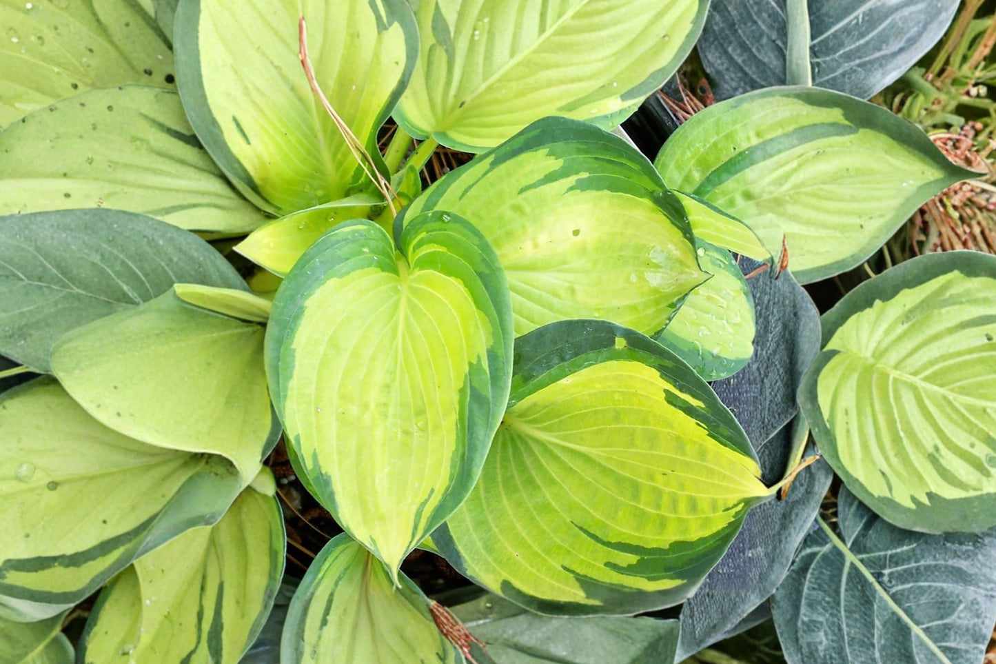 Hosta 'Great Expectations' | Variegated Plantain Lily | Shade Perennial | Bareroot or Potted | Fall 2026 Pre-Order