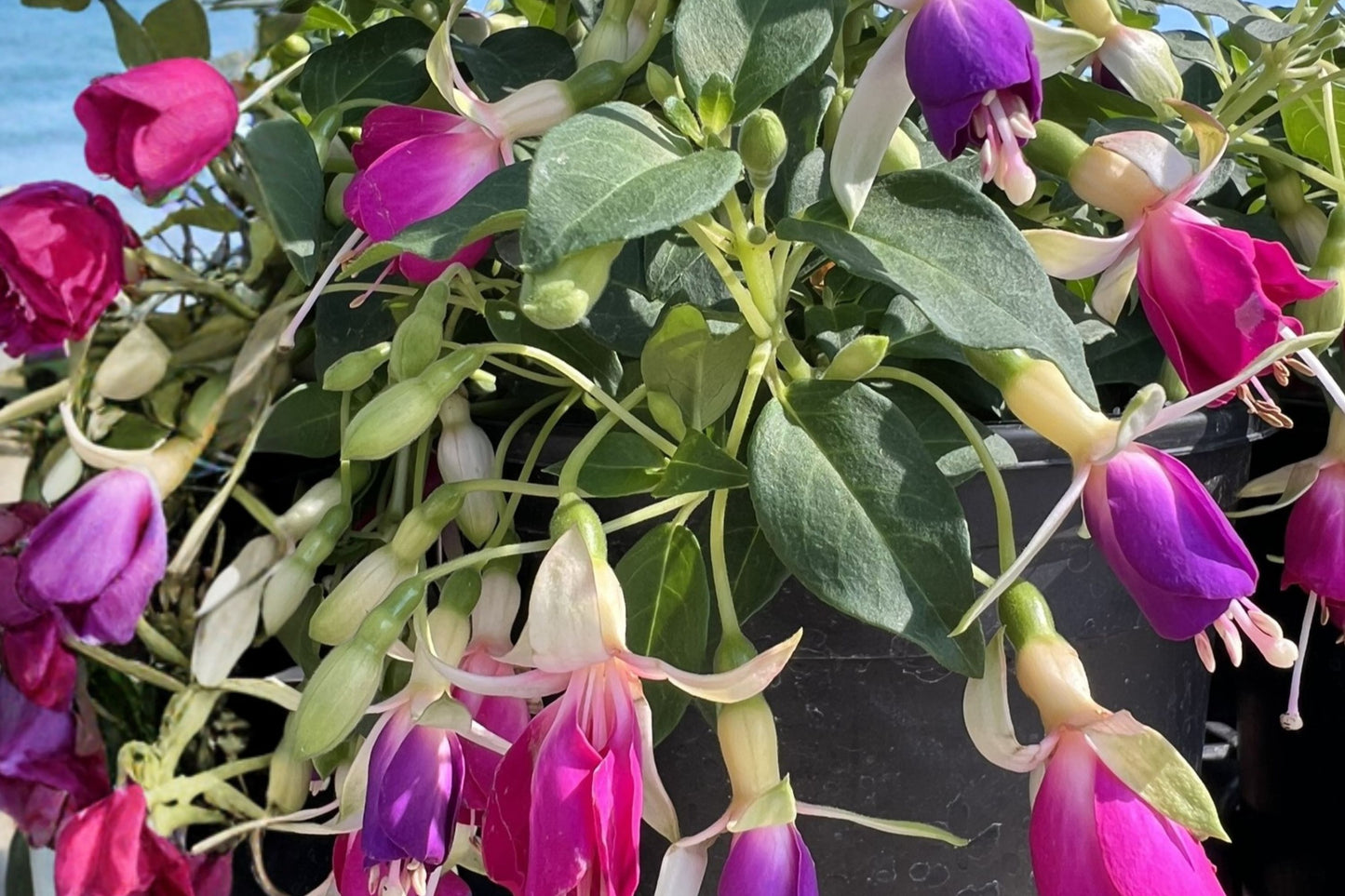 Fuchsia 'Queen Esther' | Hardy Fuchsia | Purple & White Flowering Perennial | 1 Gallon Live Plant