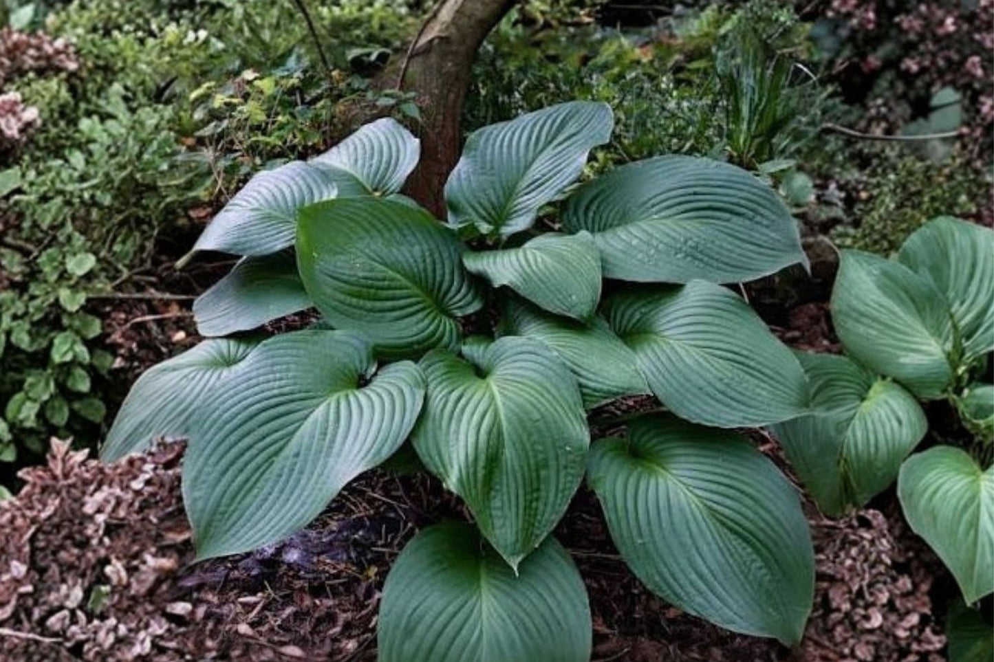Hosta 'T-Rex' | Giant Blue-Green Hosta | Plantain Lily | Shade Perennial | Fall 2026 Pre-Order