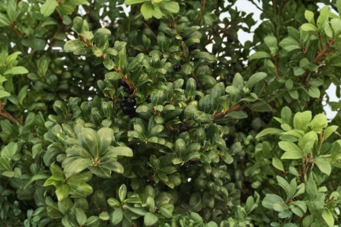 Ilex crenata 'Convexa' | Boxleaf Japanese Holly | Evergreen Hedge Shrub | 1 Gallon Live Plant