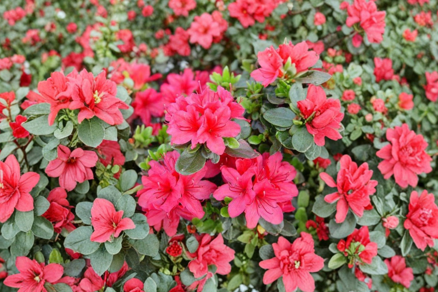 Azalea 'Hino Crimson' | Red Evergreen Azalea Shrub | Spring Blooming Rhododendron | 1 Gallon Live Plant