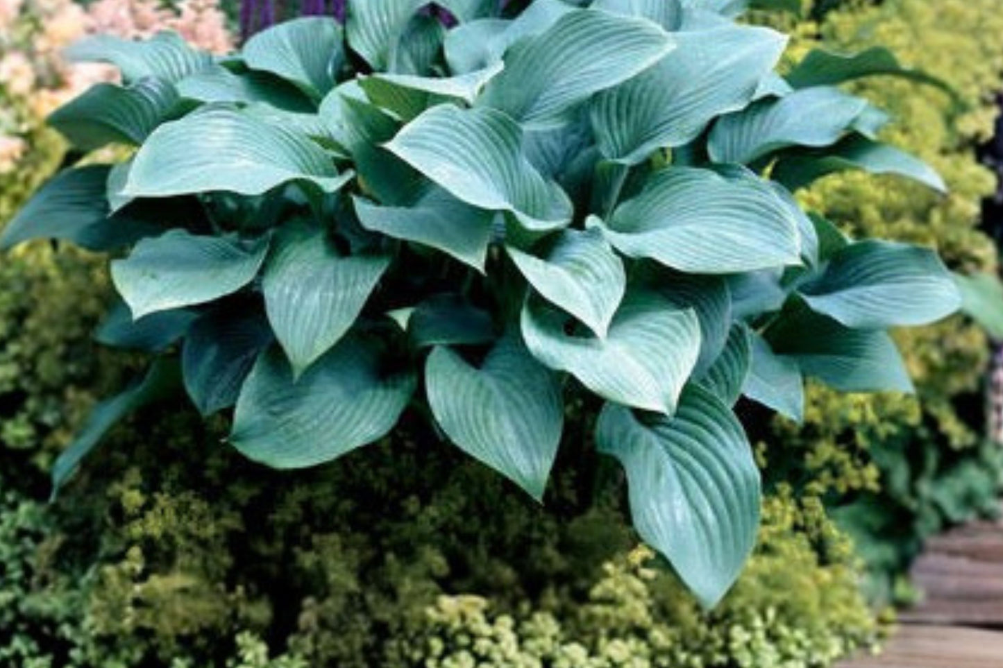 Hosta 'Krossa Regal' | Giant Frosty Blue Hosta | Bare Root Shade Perennial | Live Plant | Fall 2026 Pre-Order | USDA Zones 3–9