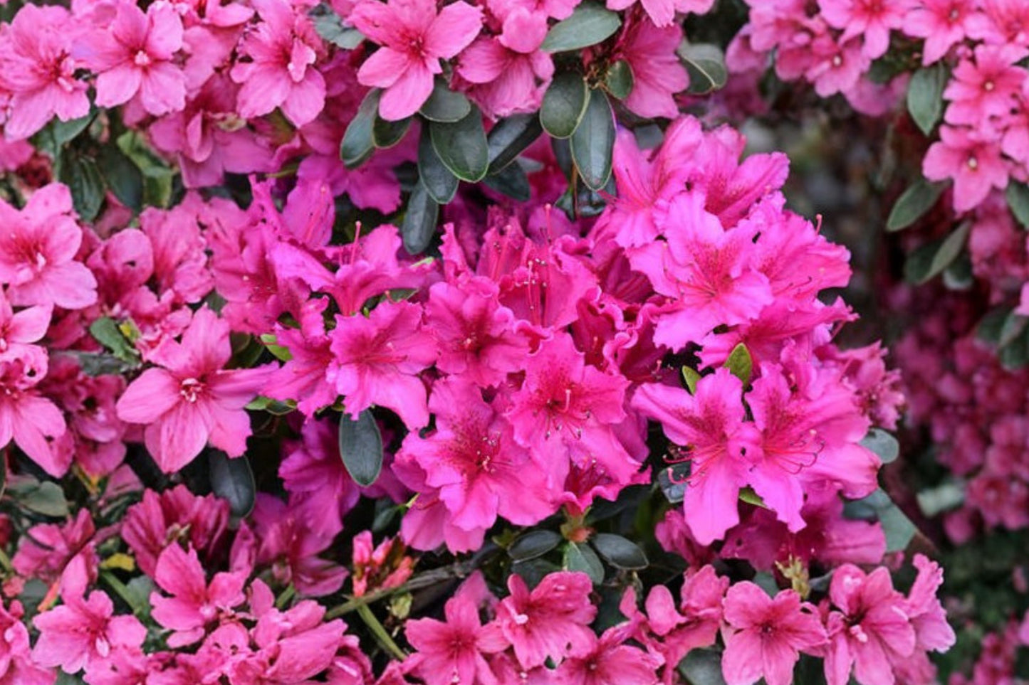 Azalea 'Girard's Fuchsia' | Hot Pink Evergreen Azalea Shrub | Dwarf Rhododendron | 1 Gallon Live Plant | Zones 6–9