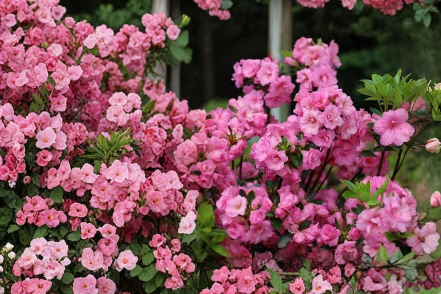 Azalea 'Rosebud' | Double Pink Evergreen Azalea Shrub | Dwarf Rhododendron | Live 1 Gallon Plant | Spring Flowering