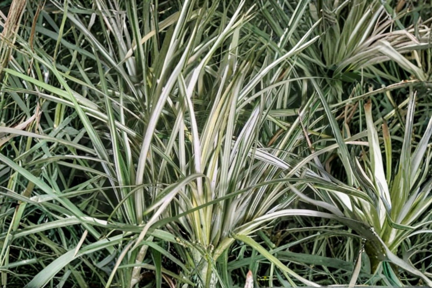 Ophiopogon 'Variegatus' | Variegated Mondo Grass | Evergreen Groundcover | Shade Perennial | Live 3.5" Pot Plant