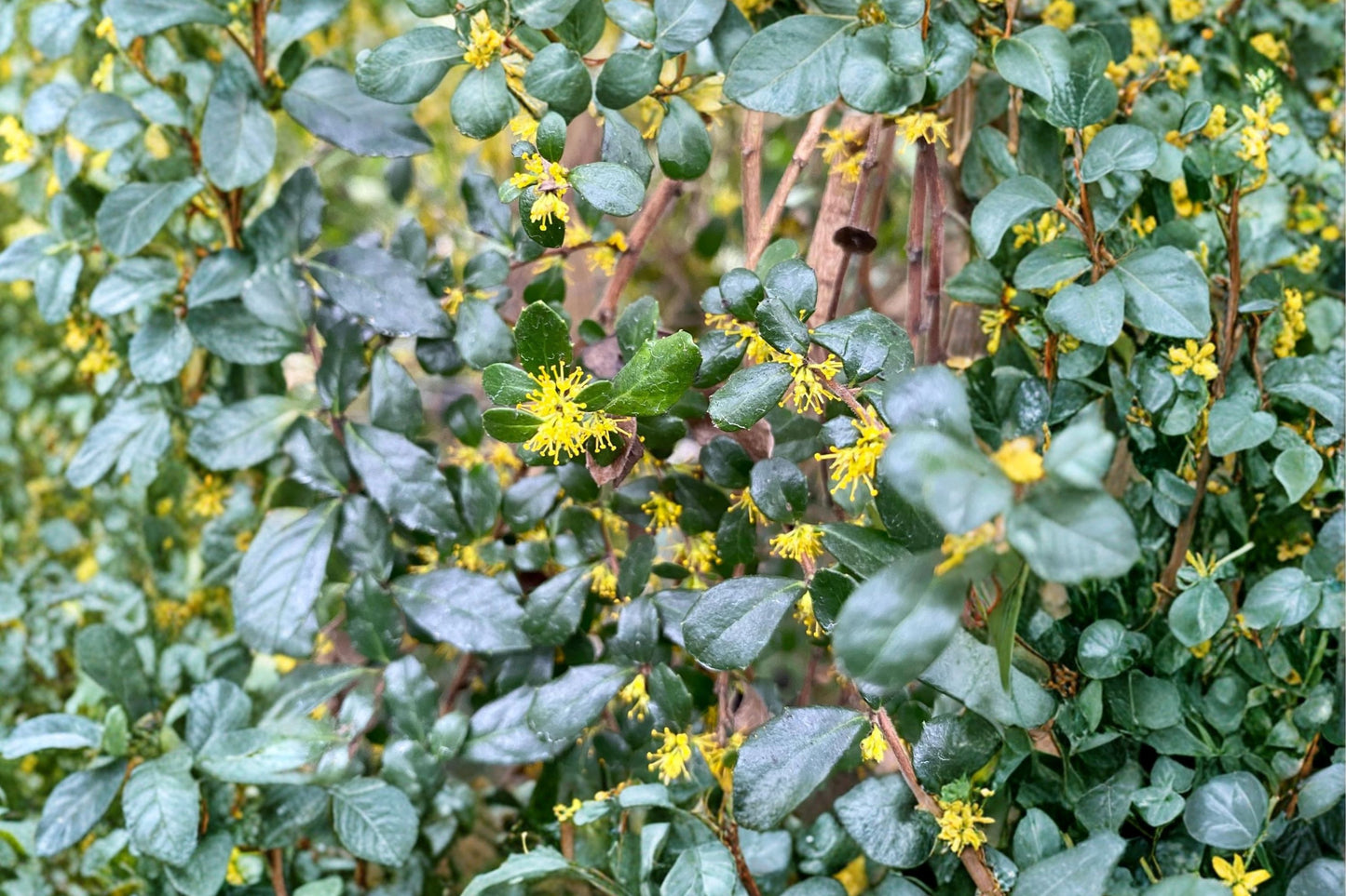 Azara microphylla | Chocolate Azara Tree | Fragrant Evergreen Shrub | Chinchin Tree | Live Evergreen Plant | 1 Gallon Pot