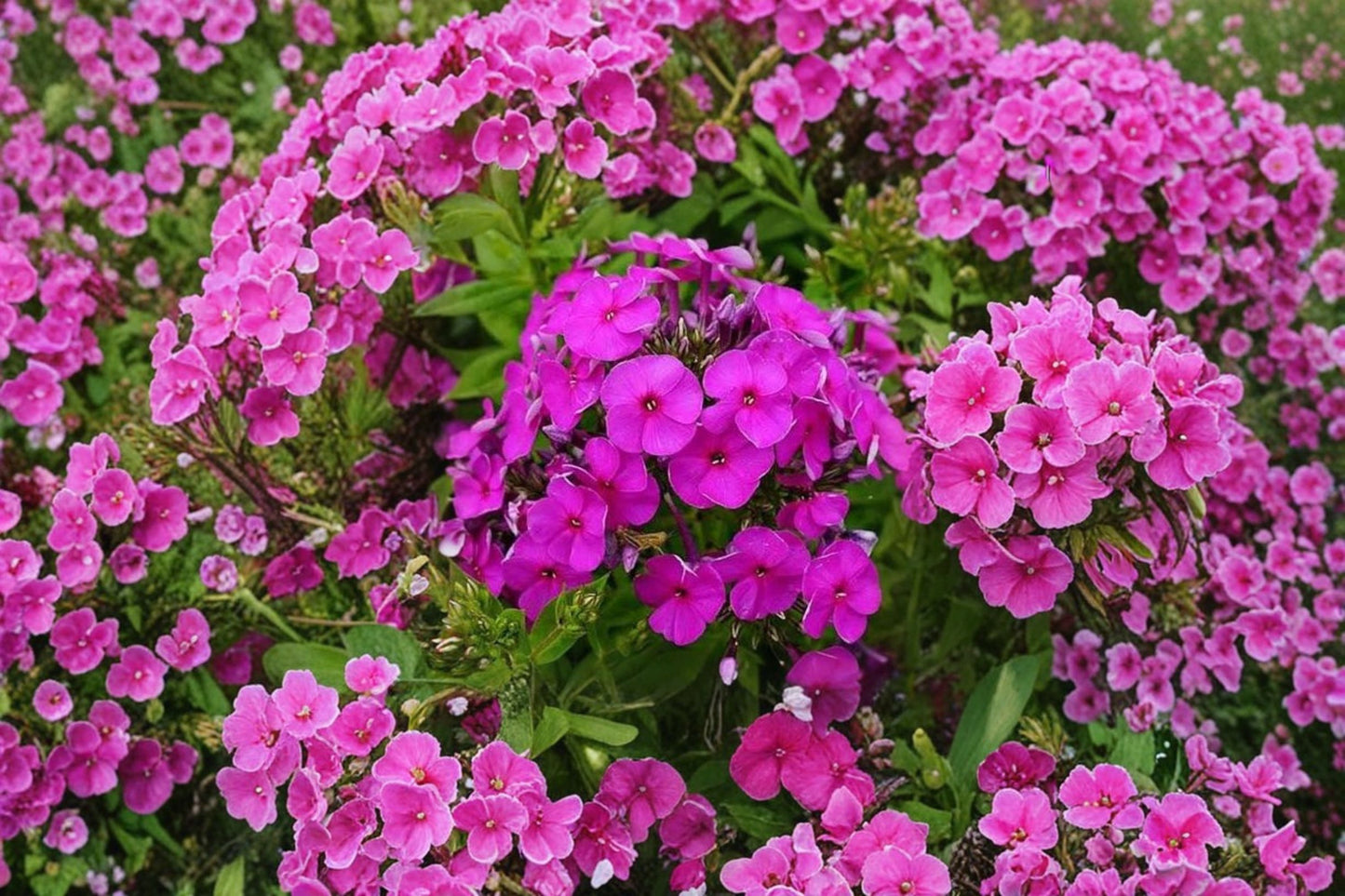 3 Purple Phlox Starter Perennials | Live Garden Phlox Plants | Fragrant Summer Flowers | Pollinator Friendly | Full Sun