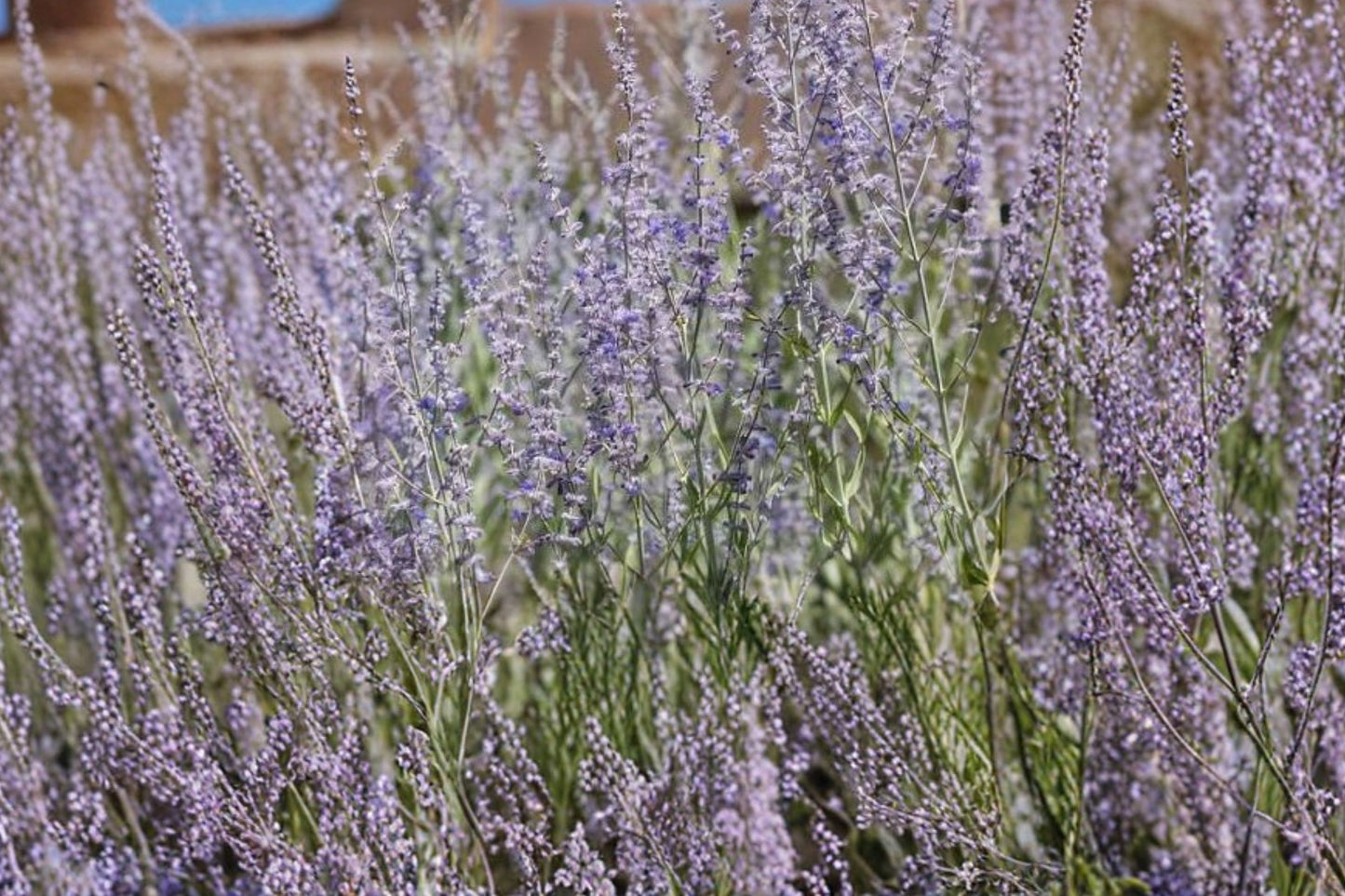 2 Live Russian Sage Starter Plants | Perovskia Perennial | Pollinator Friendly | Drought Tolerant | Full Sun | Ready to Plant