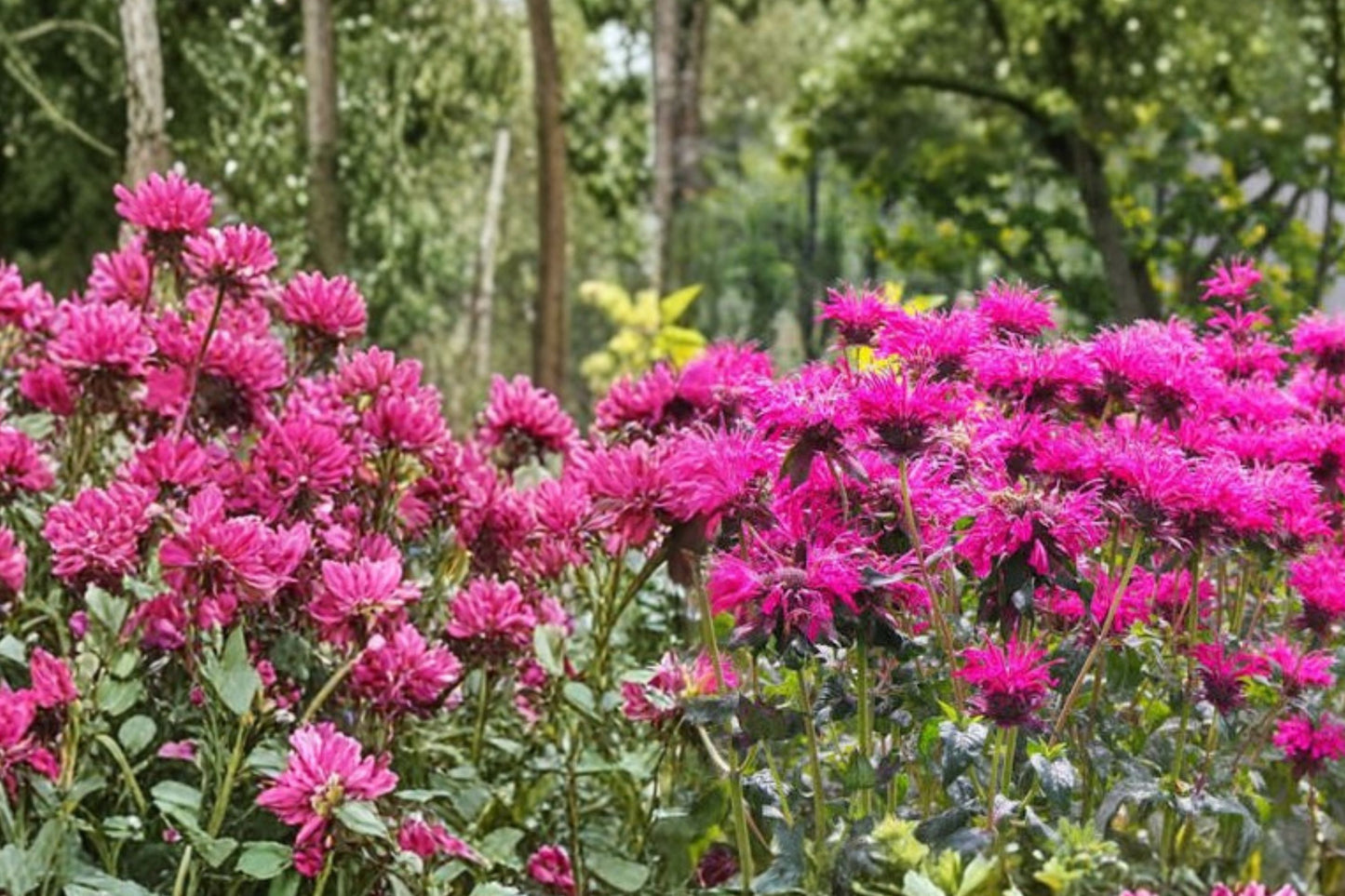 3 Live Berry Bee Balm Plants | Monarda Perennial | Pollinator Friendly | Hummingbird & Butterfly Garden | Full Sun Hardy