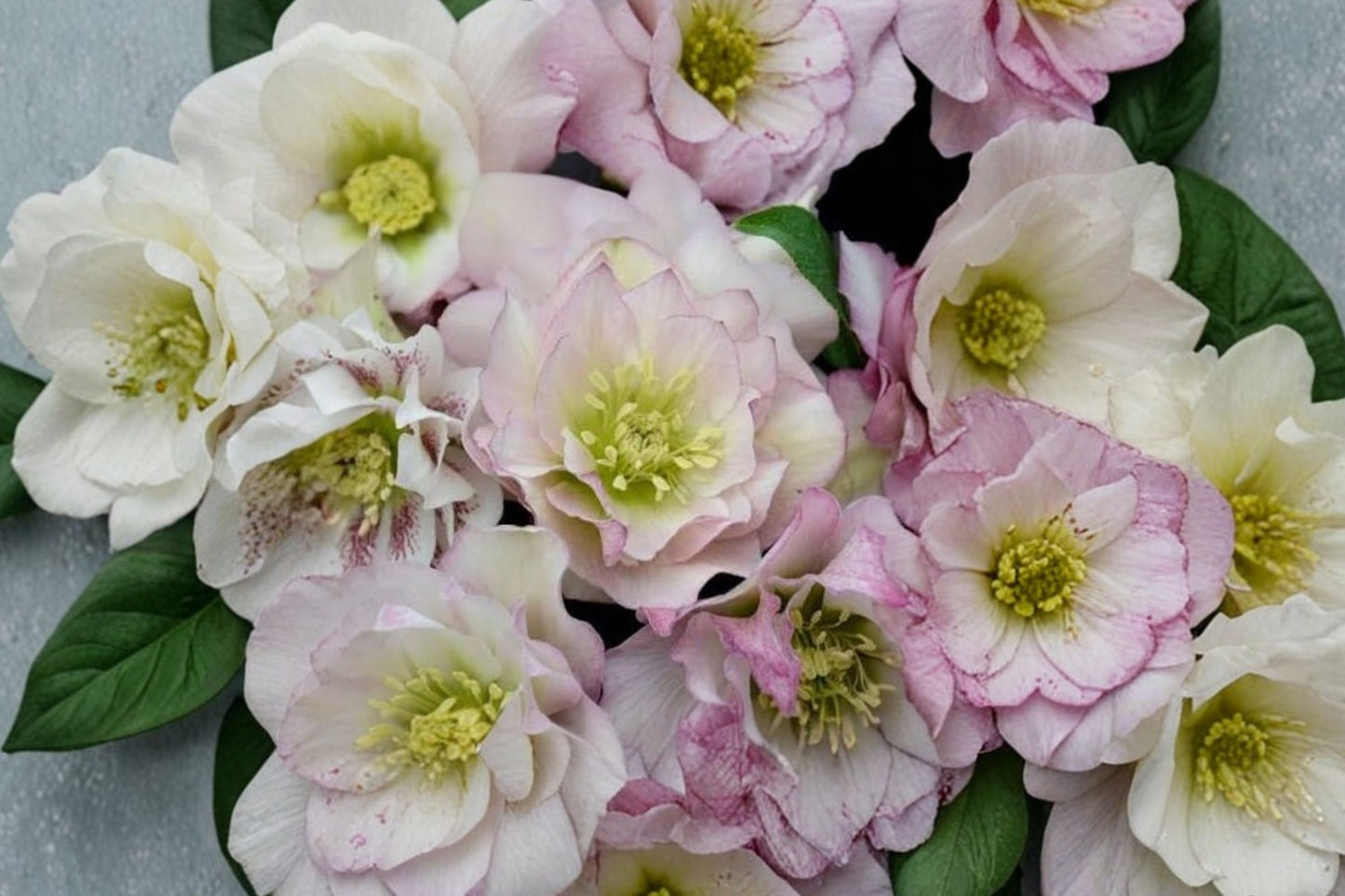 Flower Girl Lenten Rose Live Plant | Hellebore Perennial | Evergreen Shade Plant | Winter Spring Blooms | Hardy Garden Flower