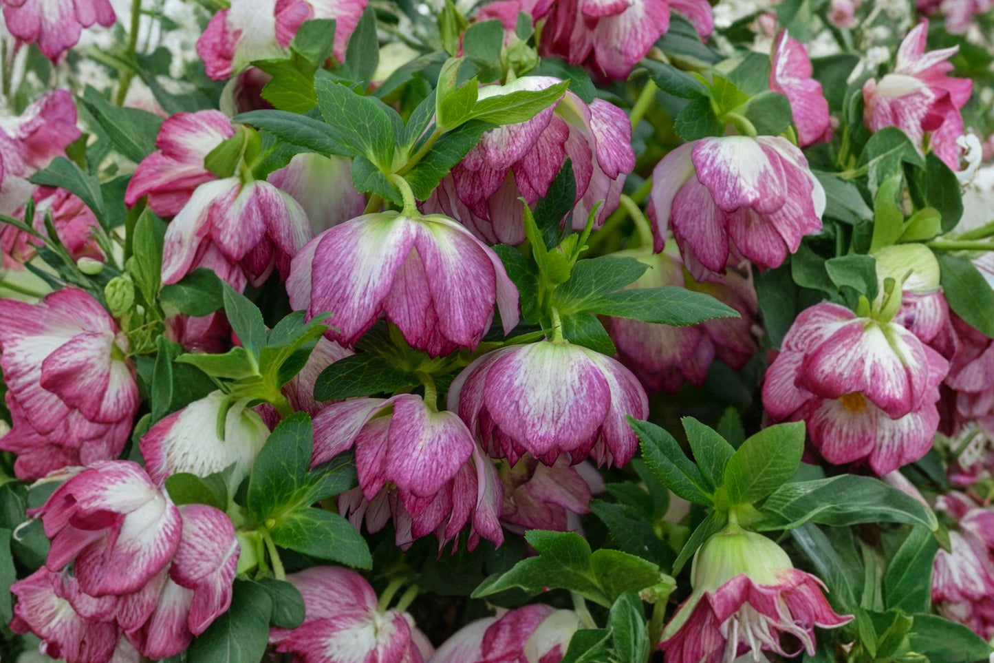 Blushing Bridesmaid Lenten Rose Live Plant | Hellebore Perennial | Evergreen Shade Plant | Fall Planting | Winter Spring Blooms